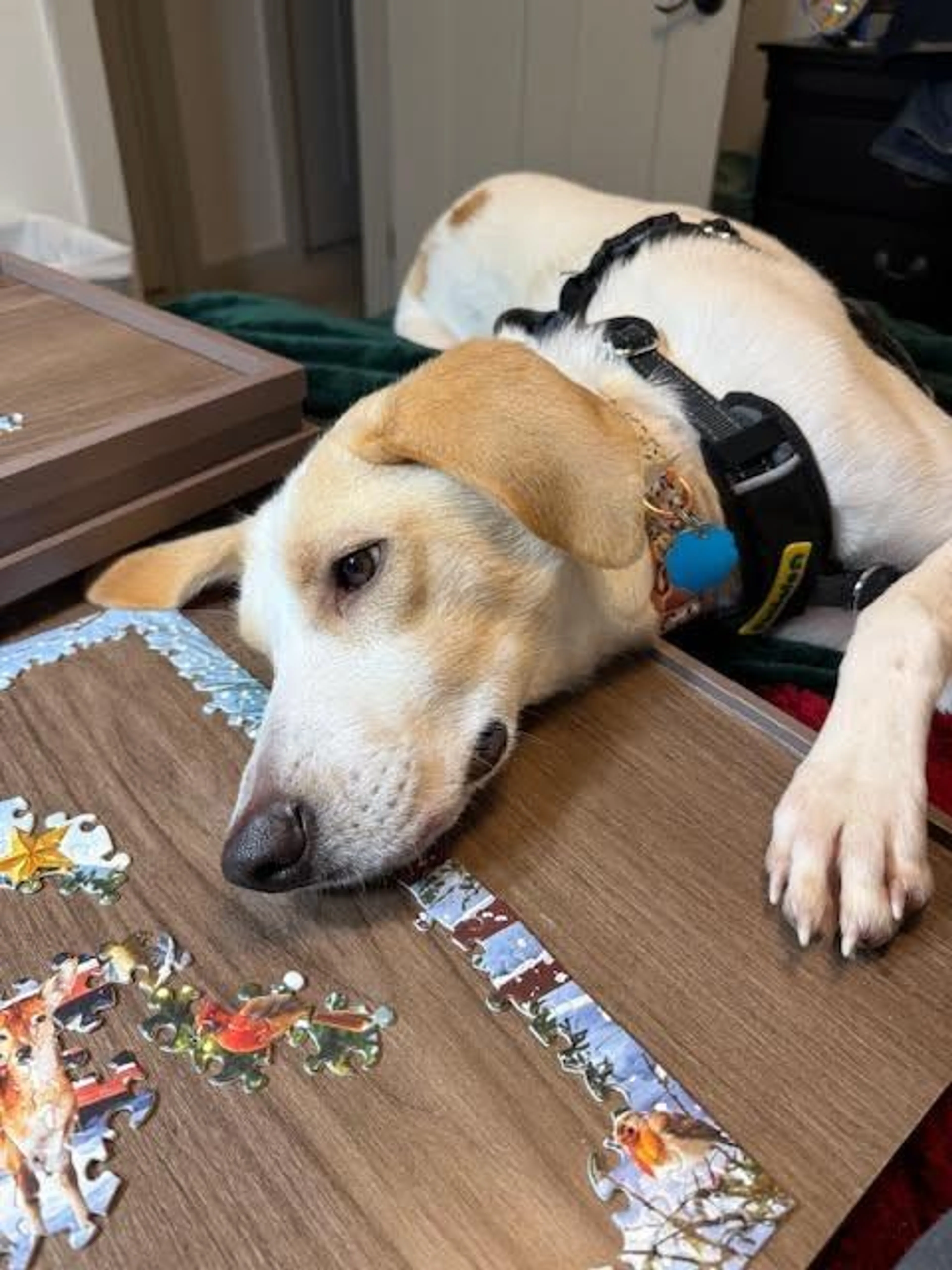 Found pet-2
