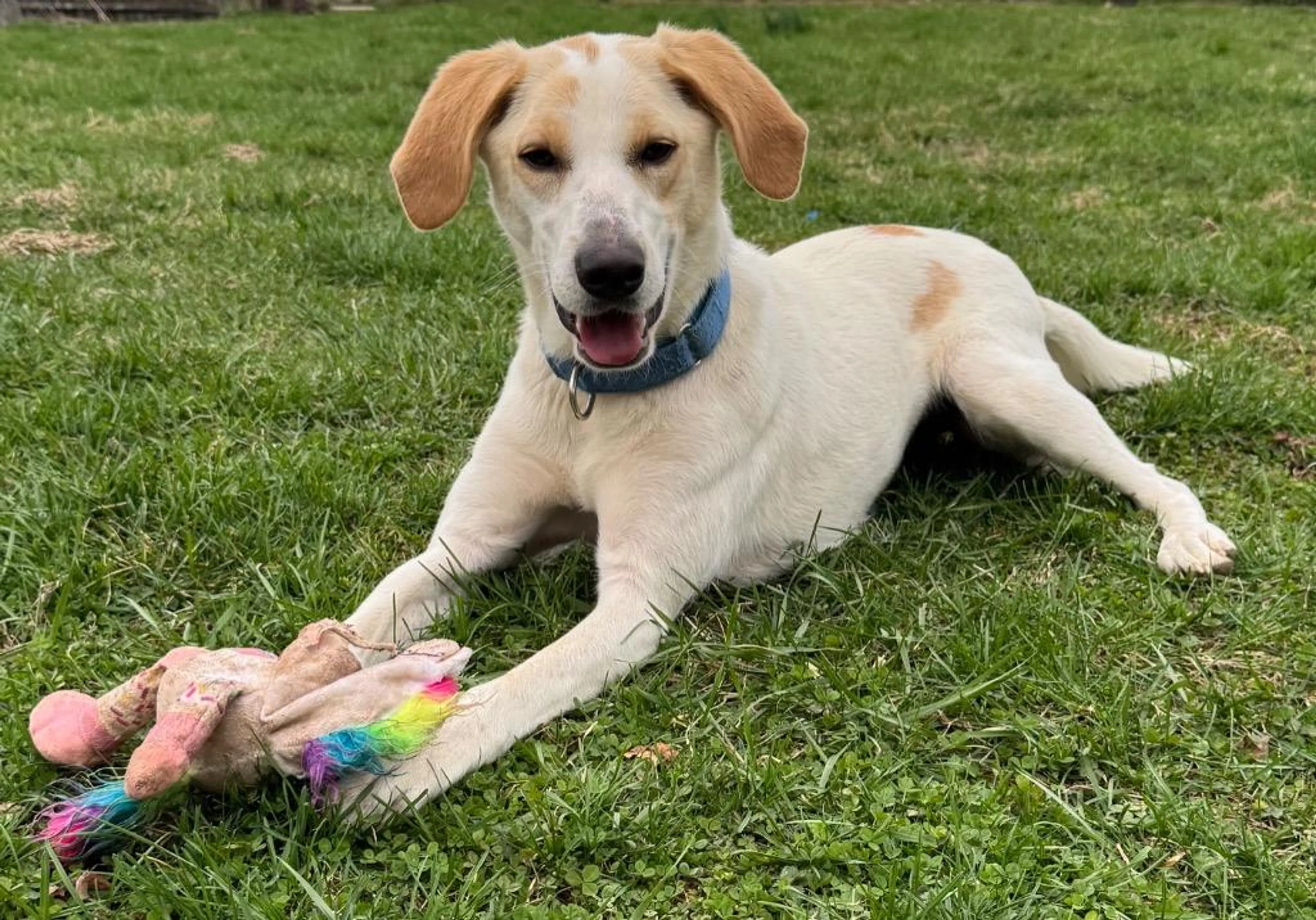 Found pet-1