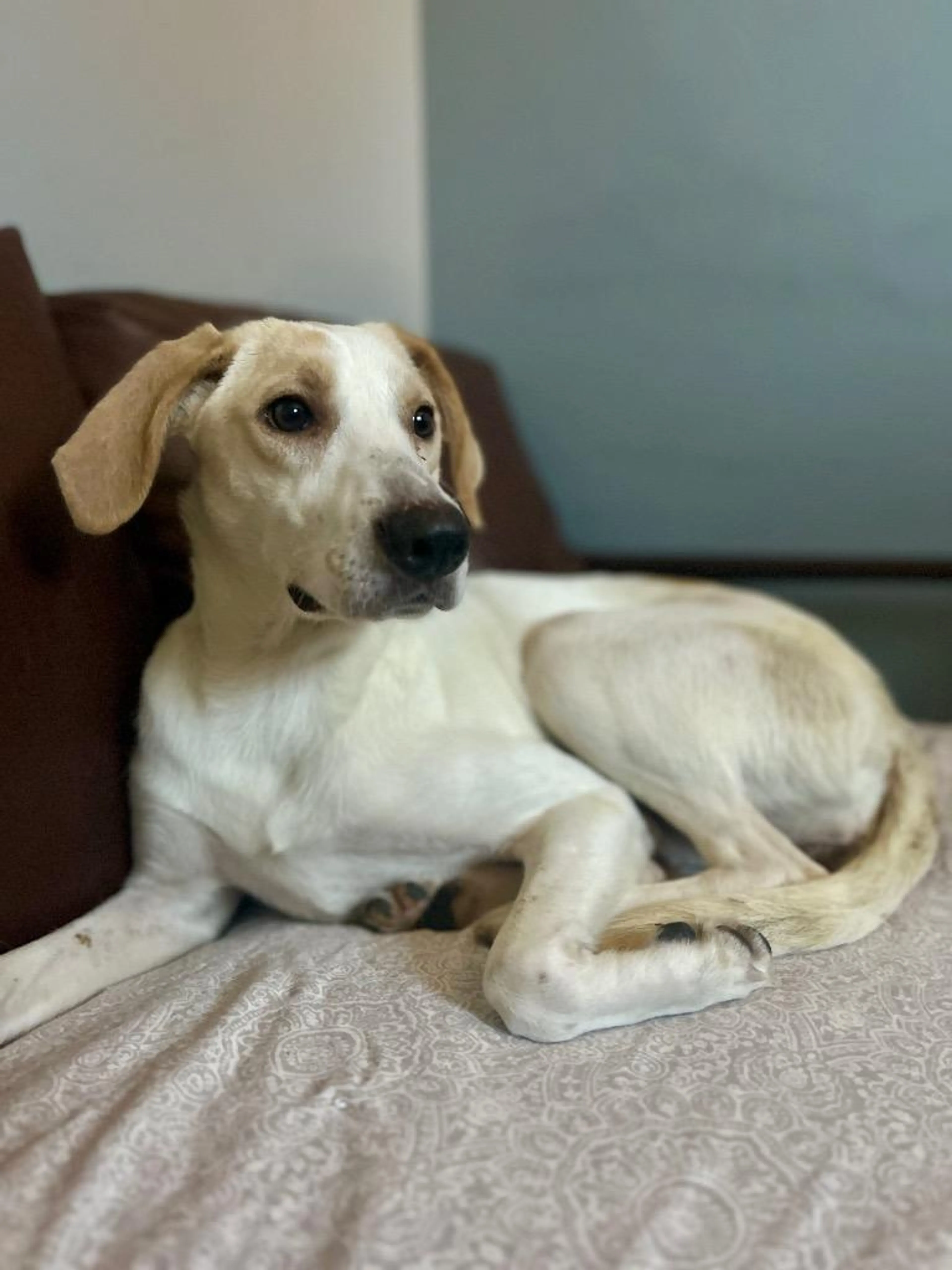 Found pet-4