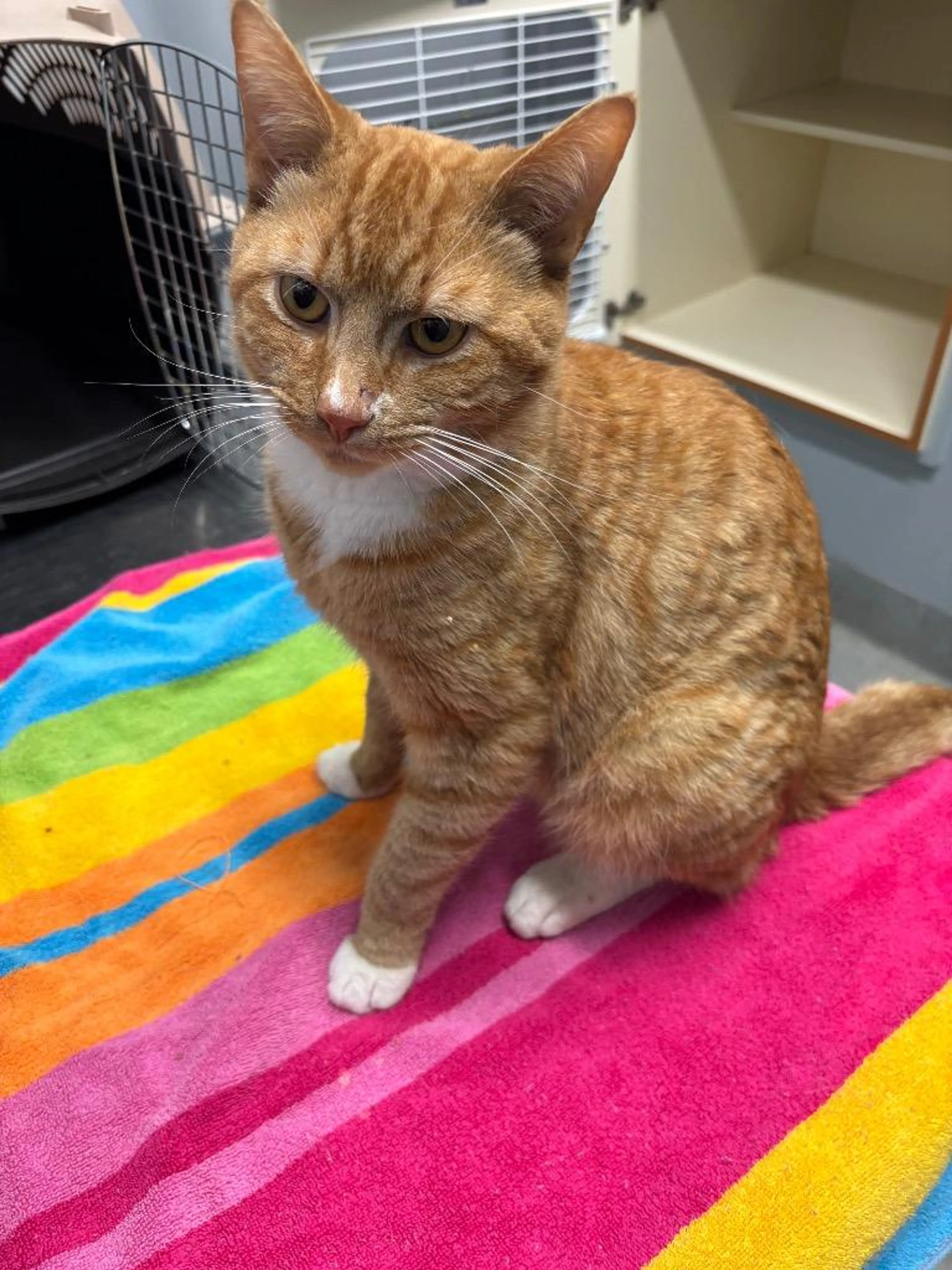 Found pet-2