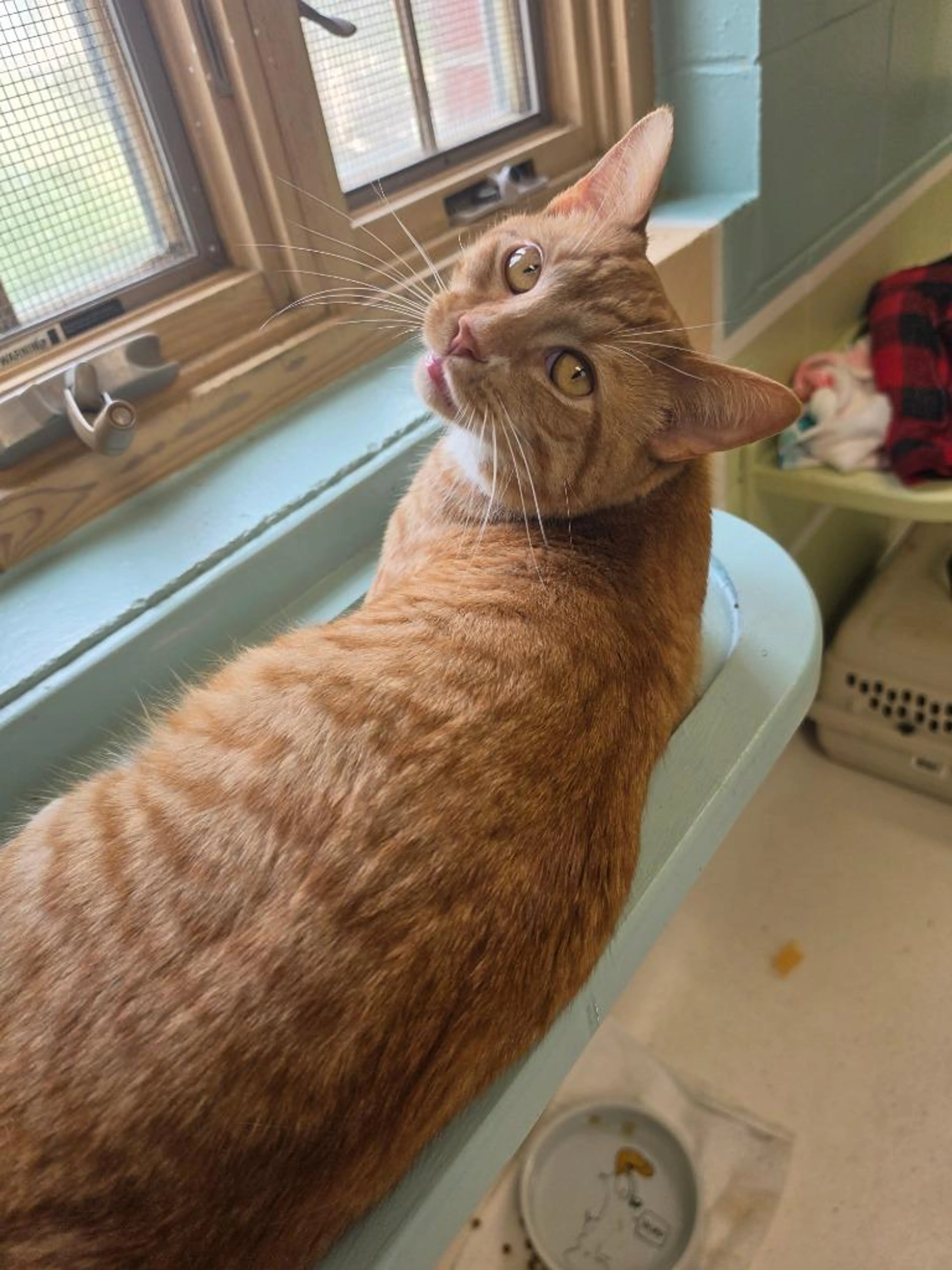Found pet-1