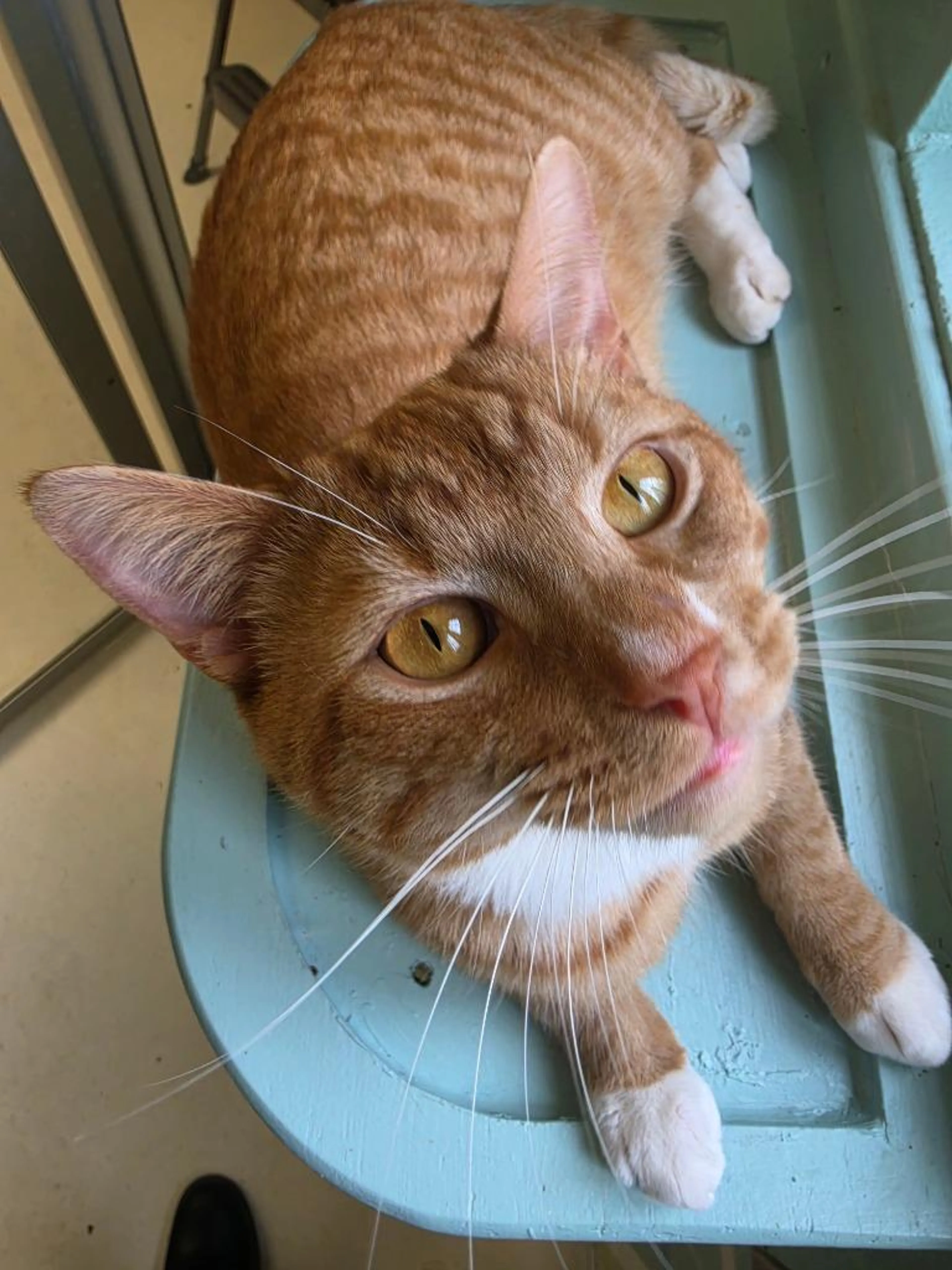 Found pet-3
