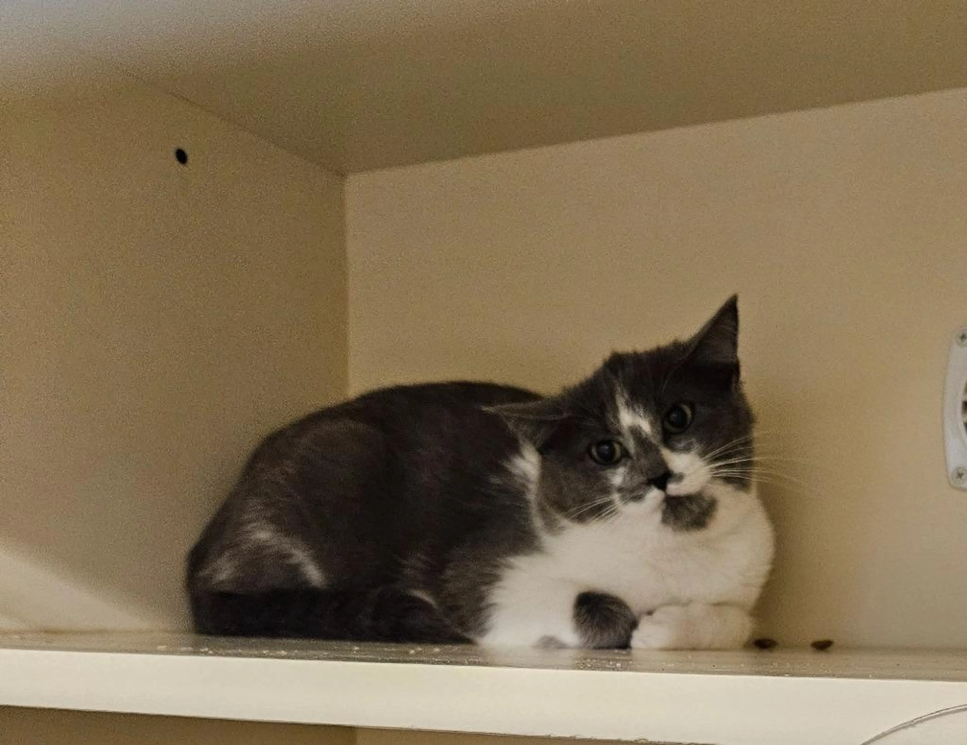 Found pet