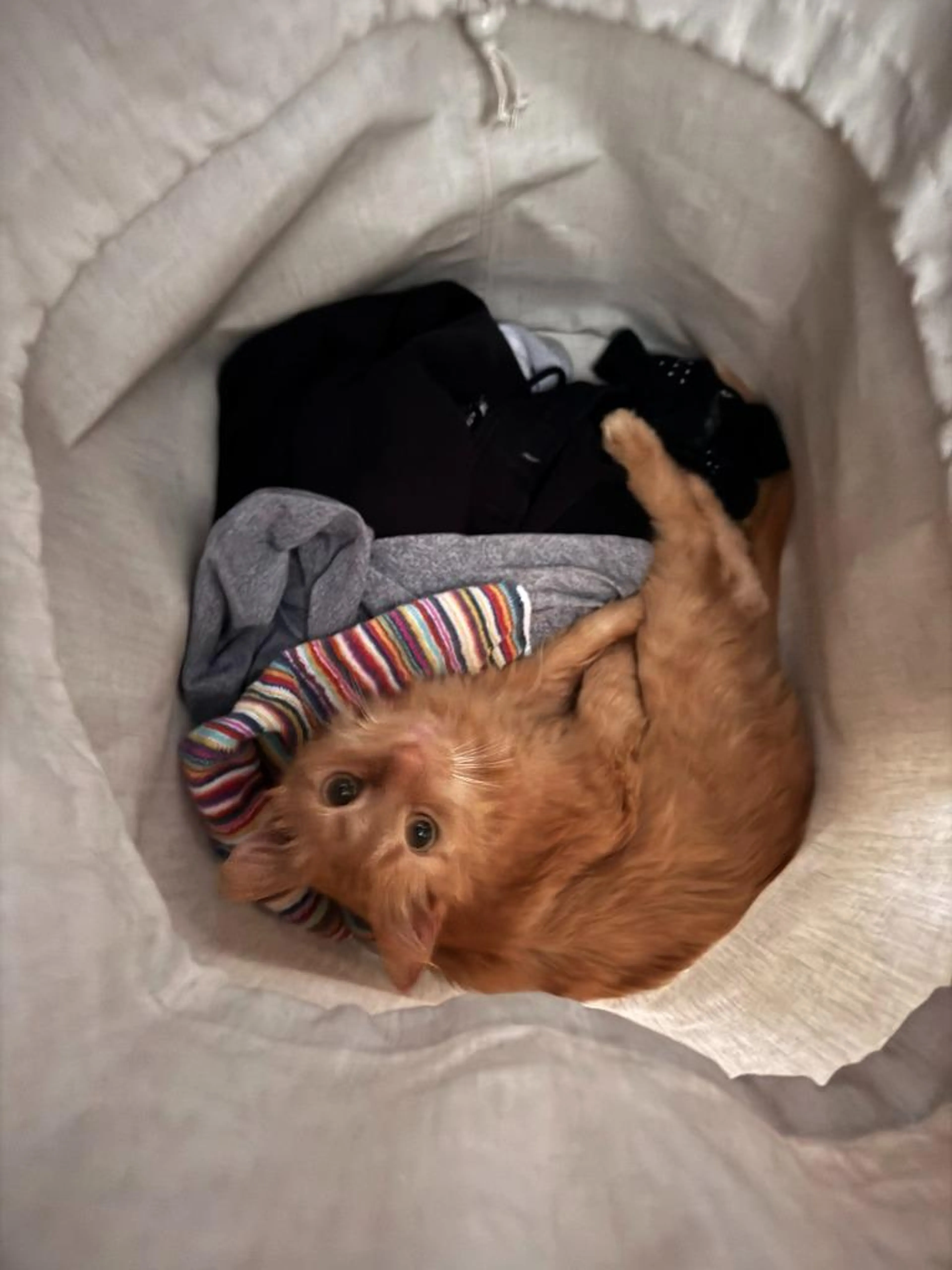 Found pet-1