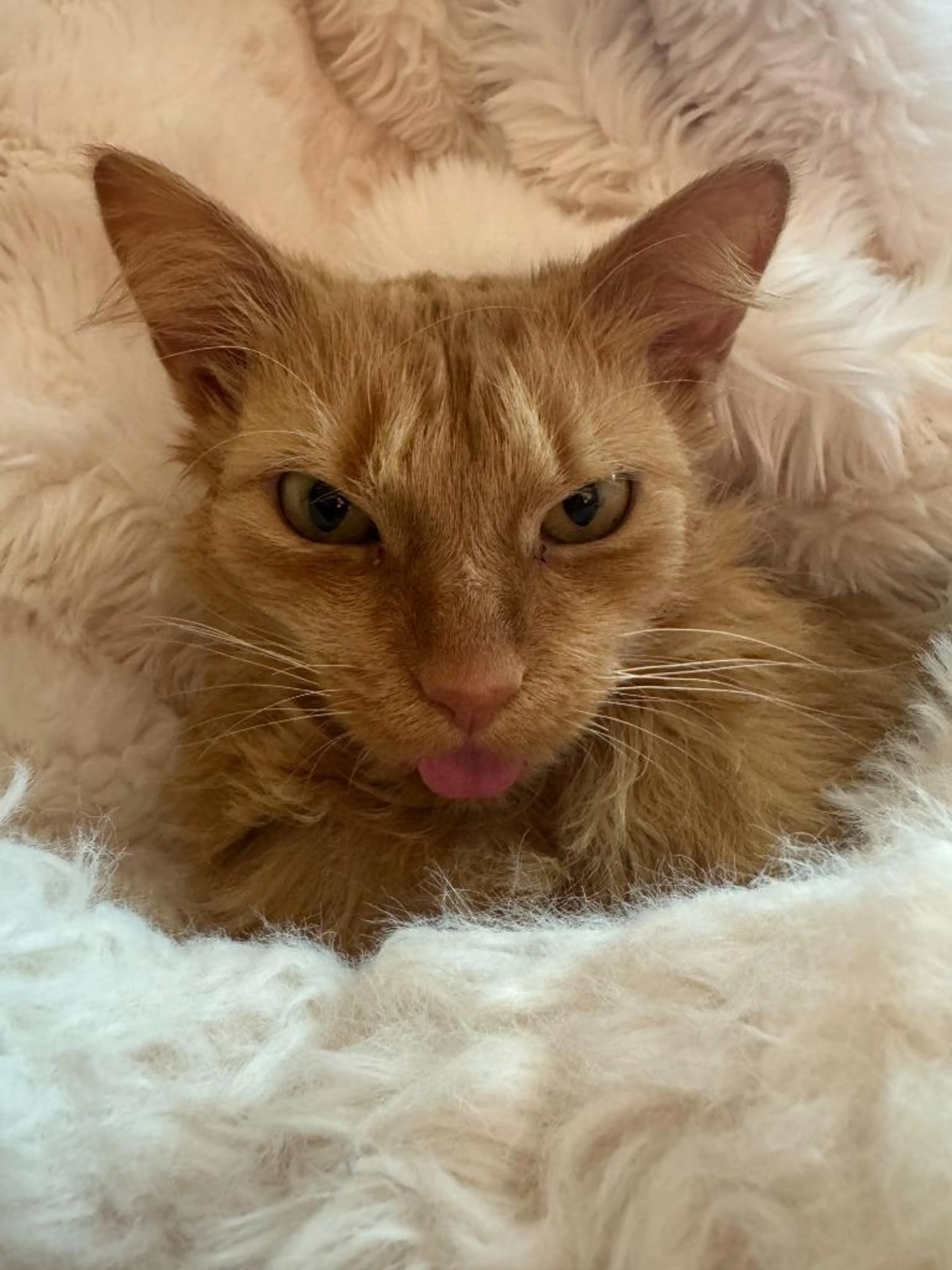 Found pet-4
