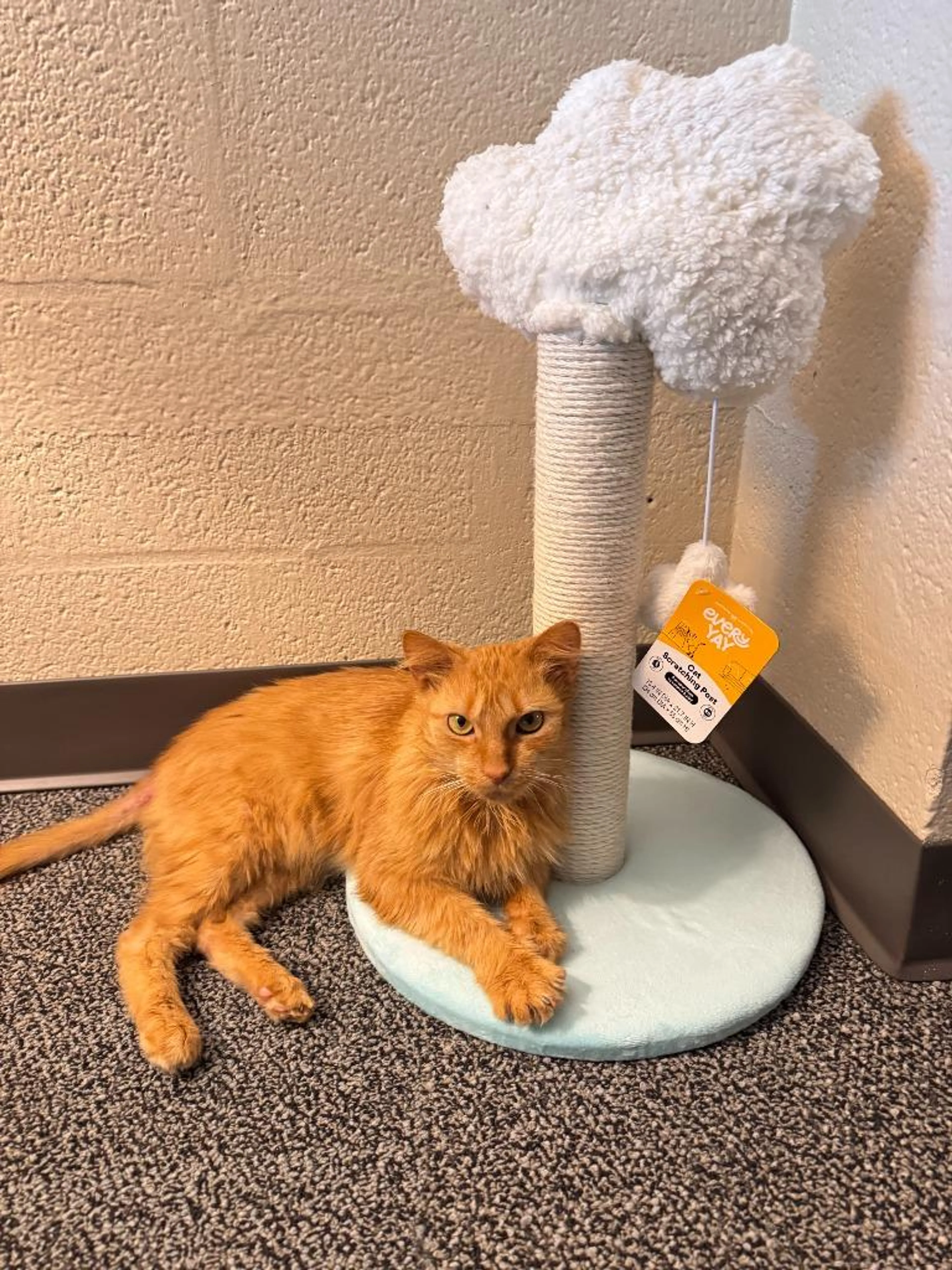 Found pet-3