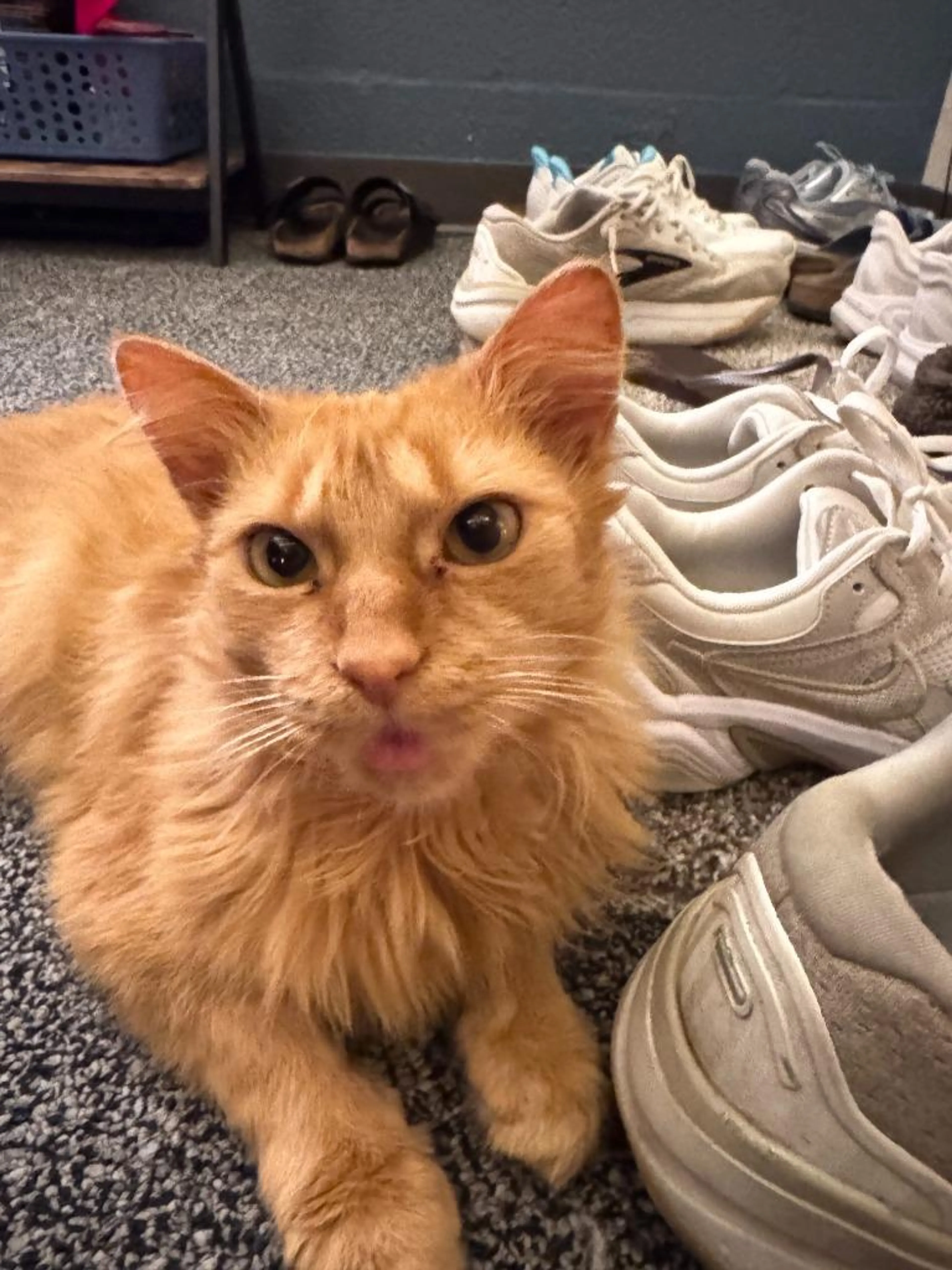 Found pet-0
