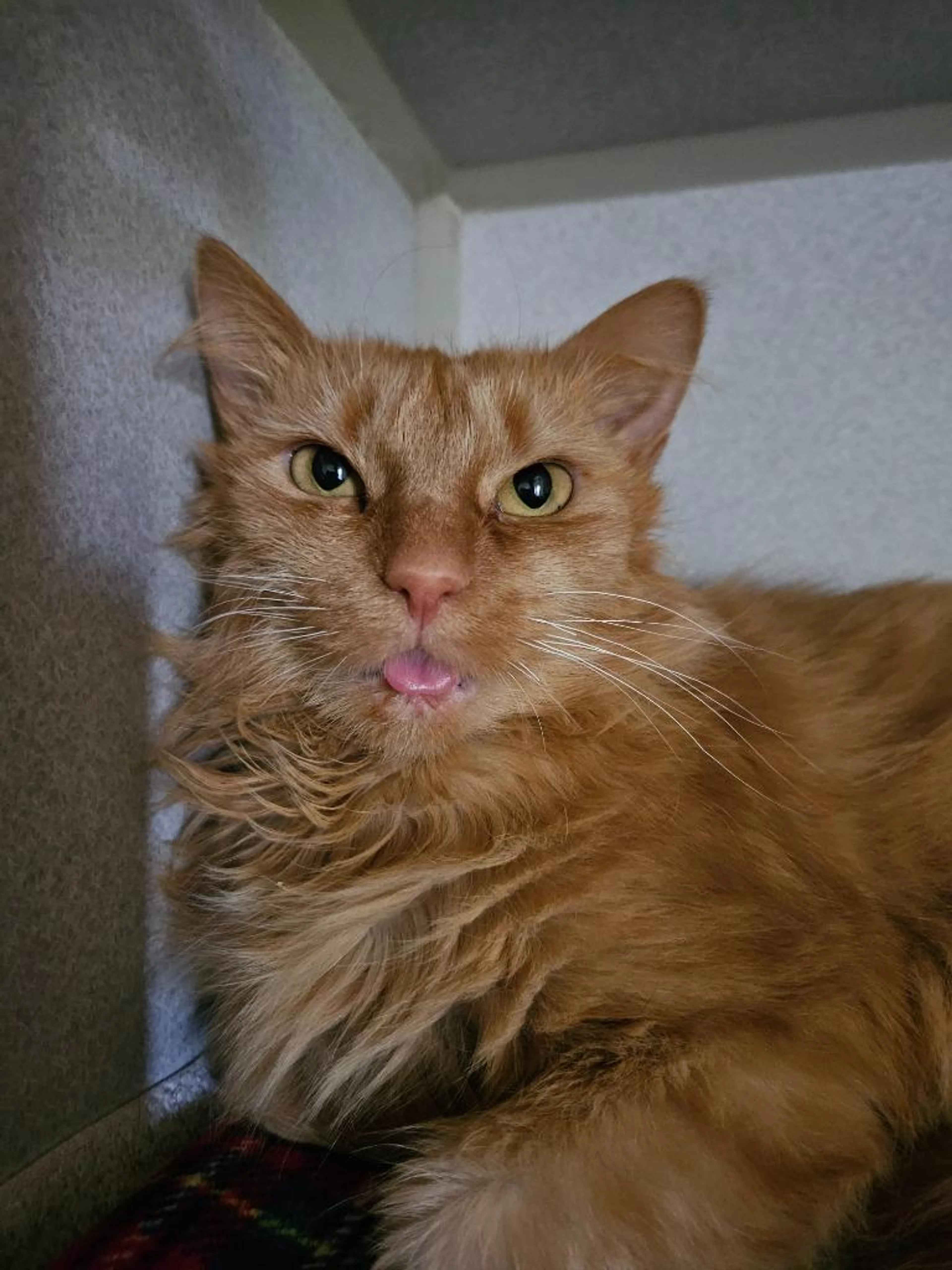 Found pet-2