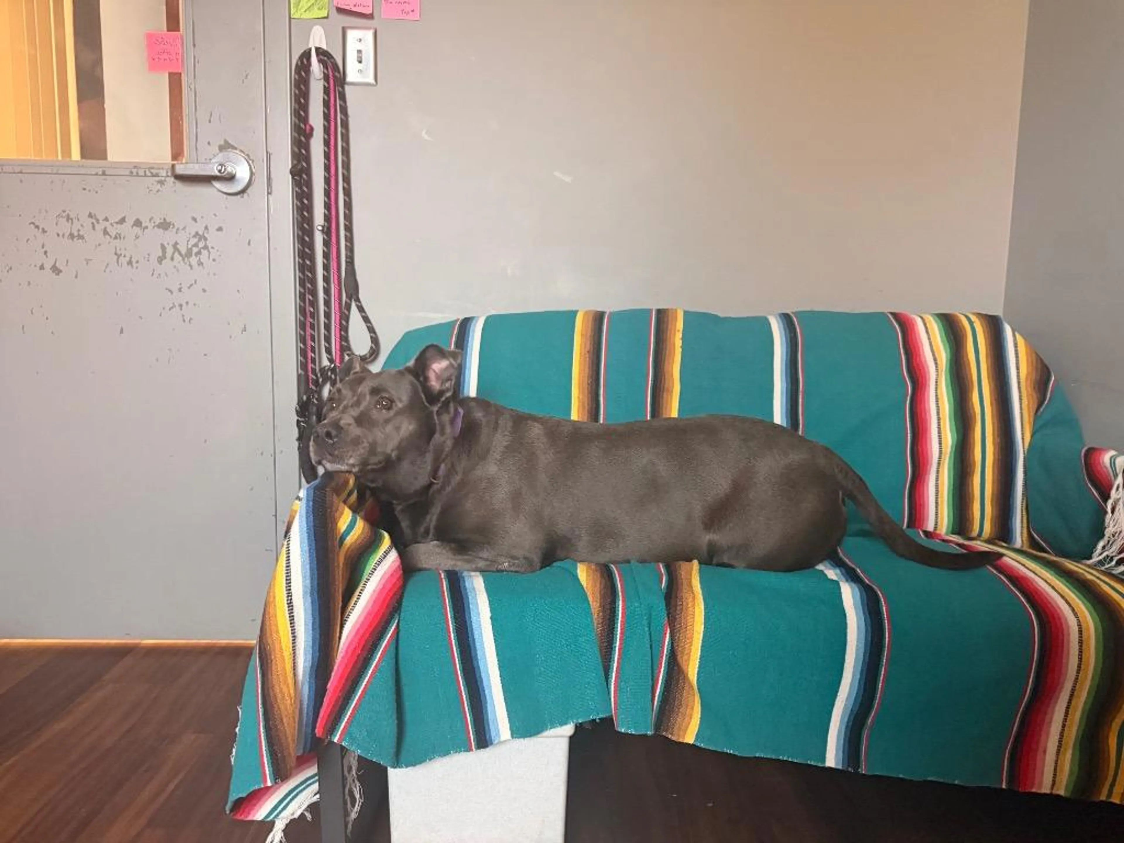Found pet-3