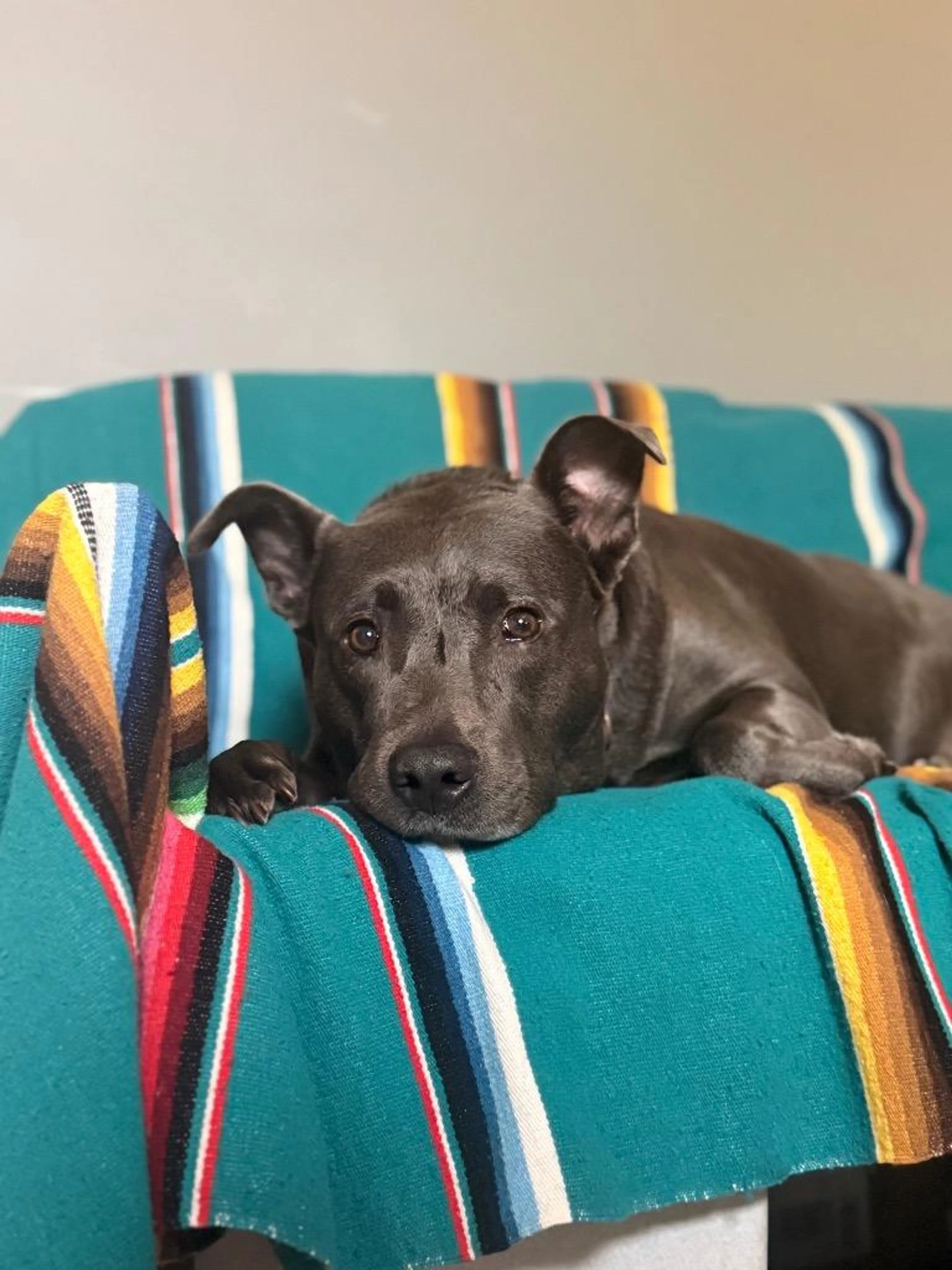 Found pet-1