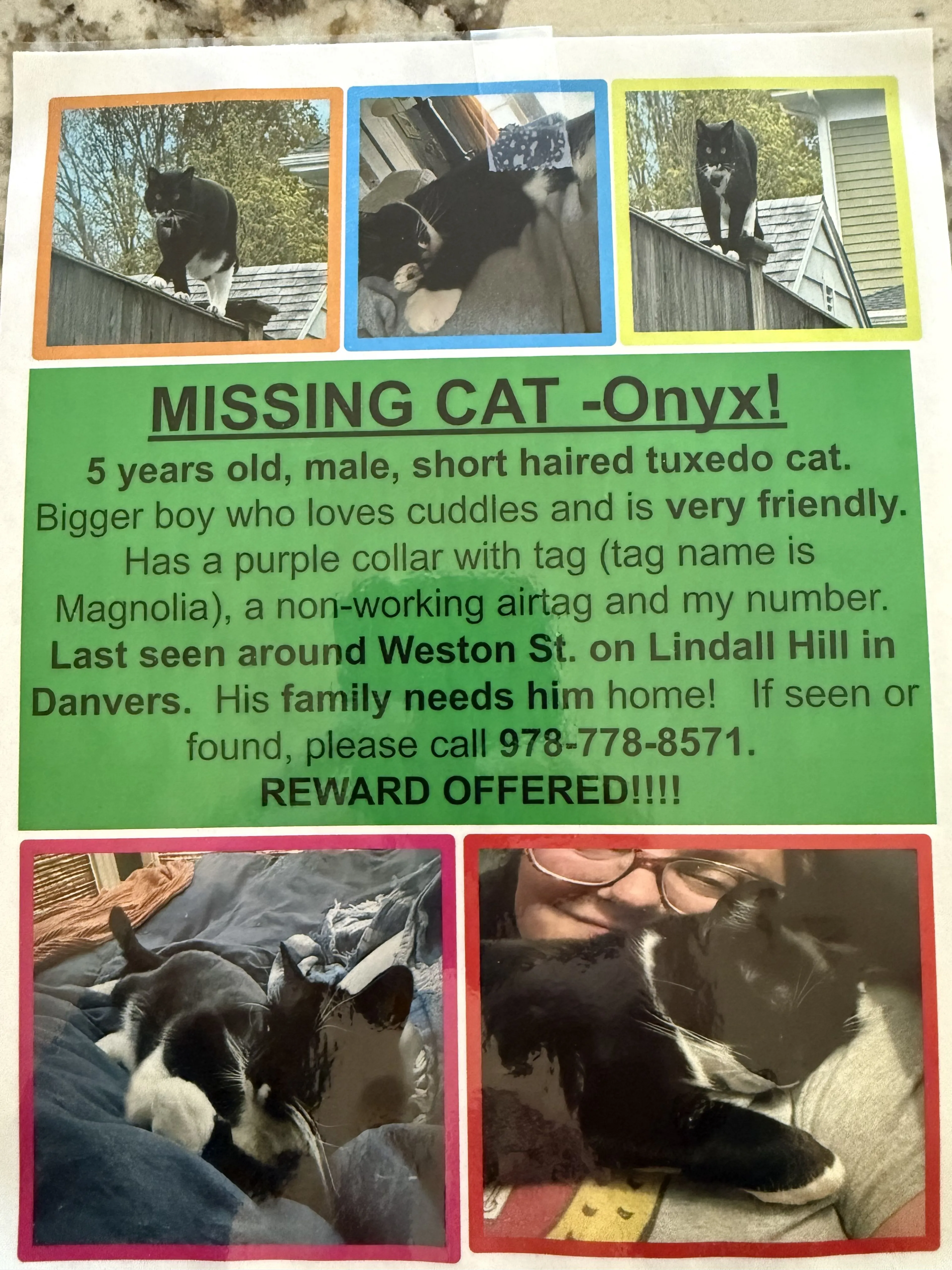 Lost pet