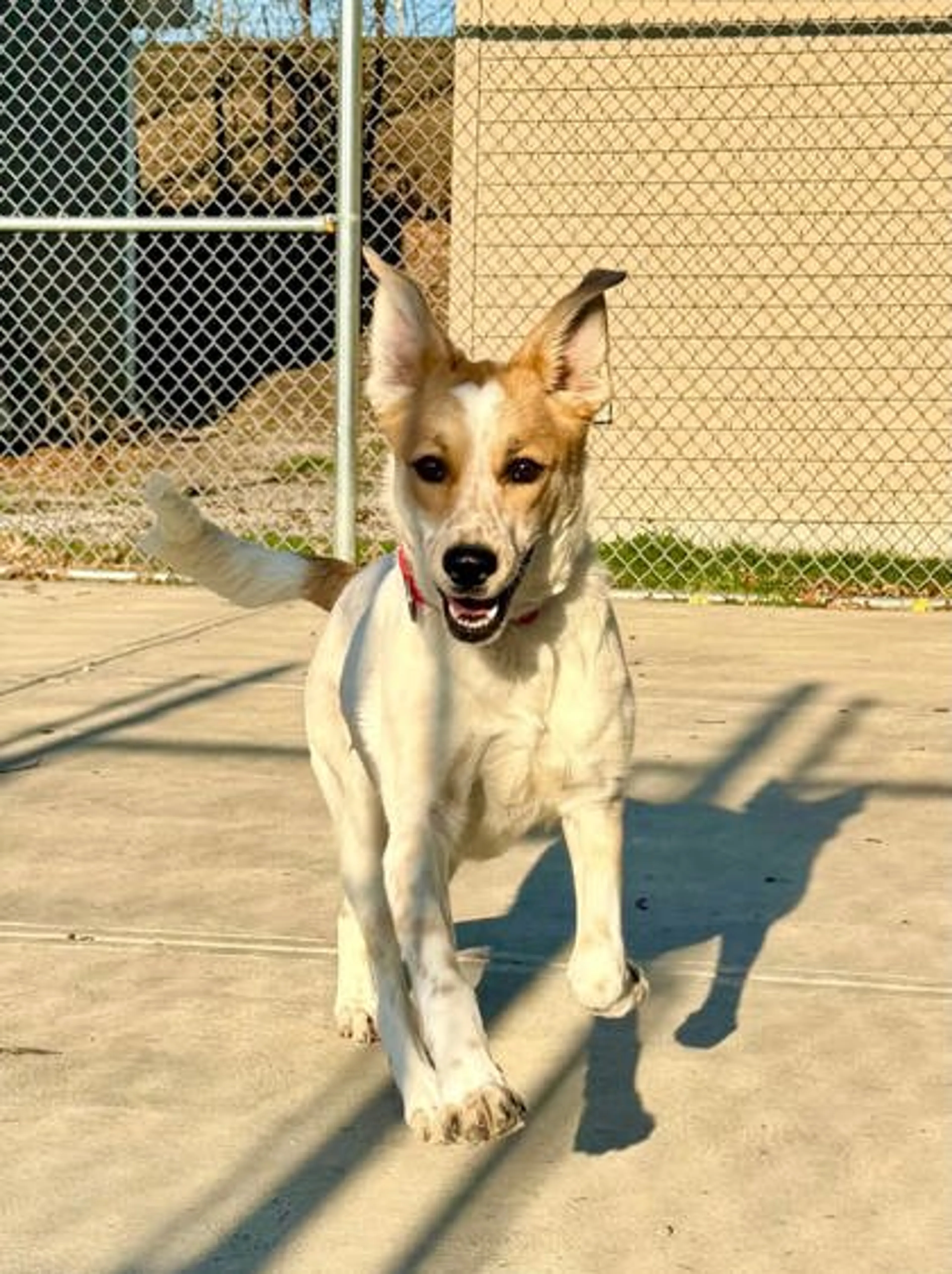 Found pet-2