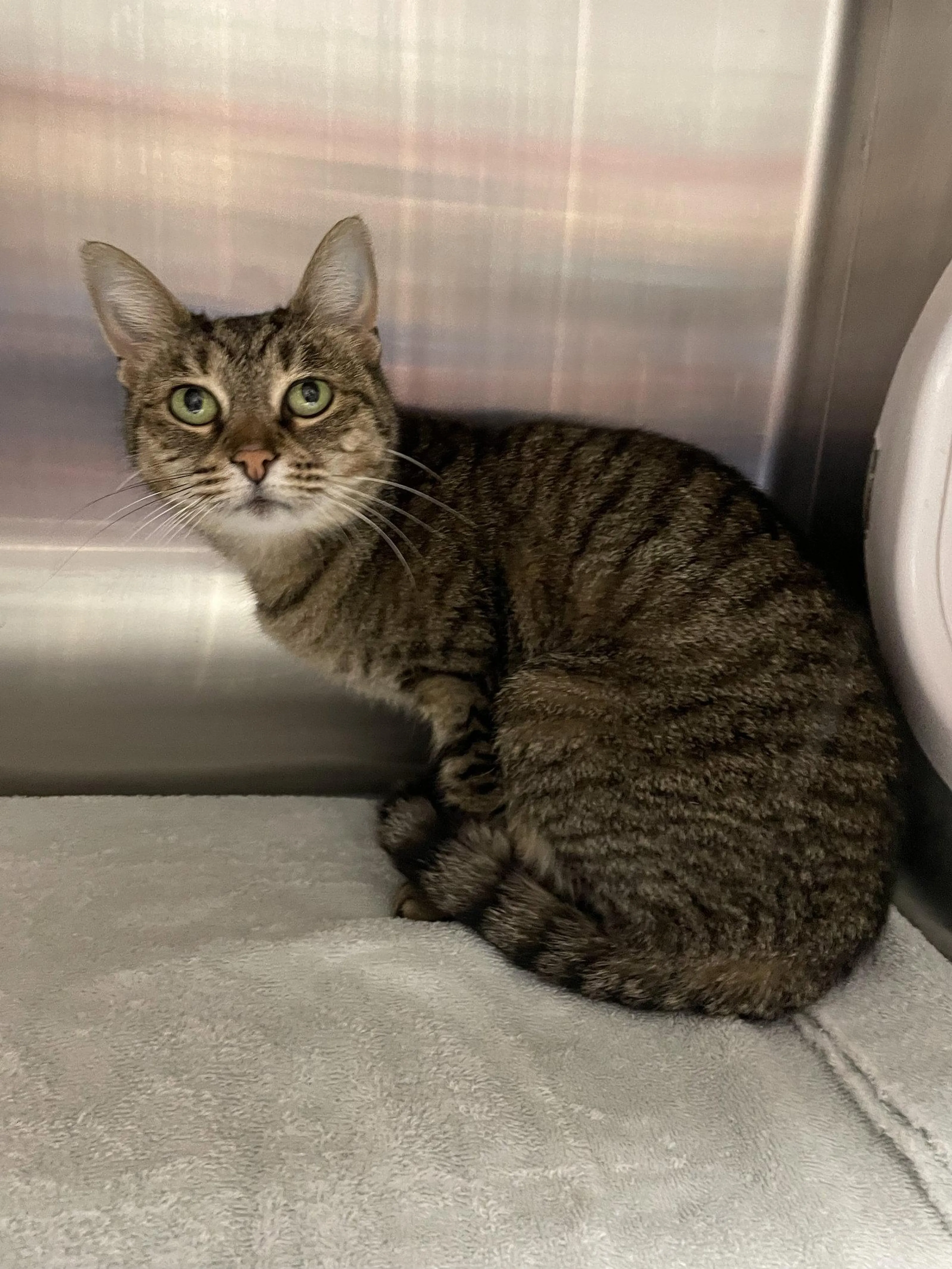Found pet