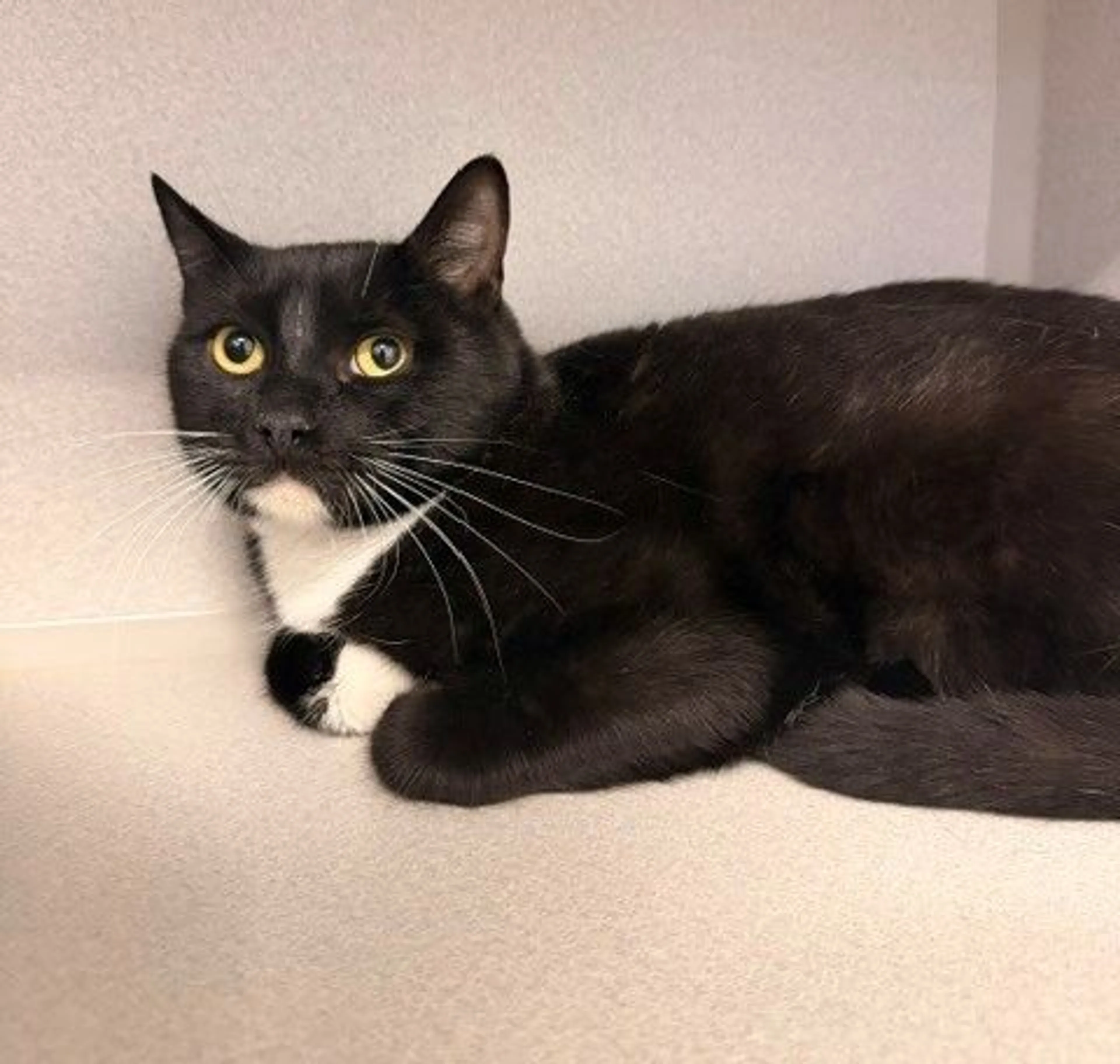 Found pet
