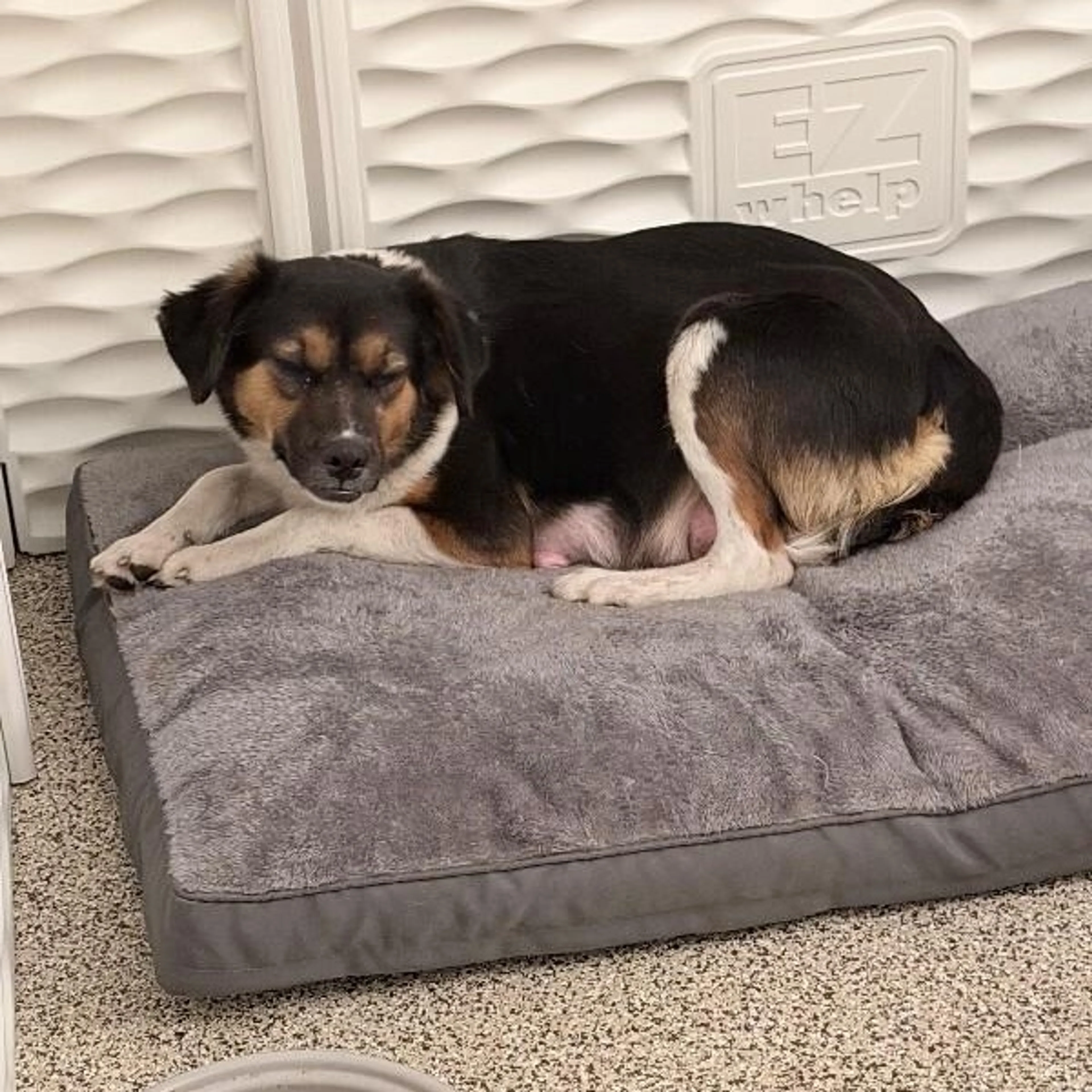 Found pet-1
