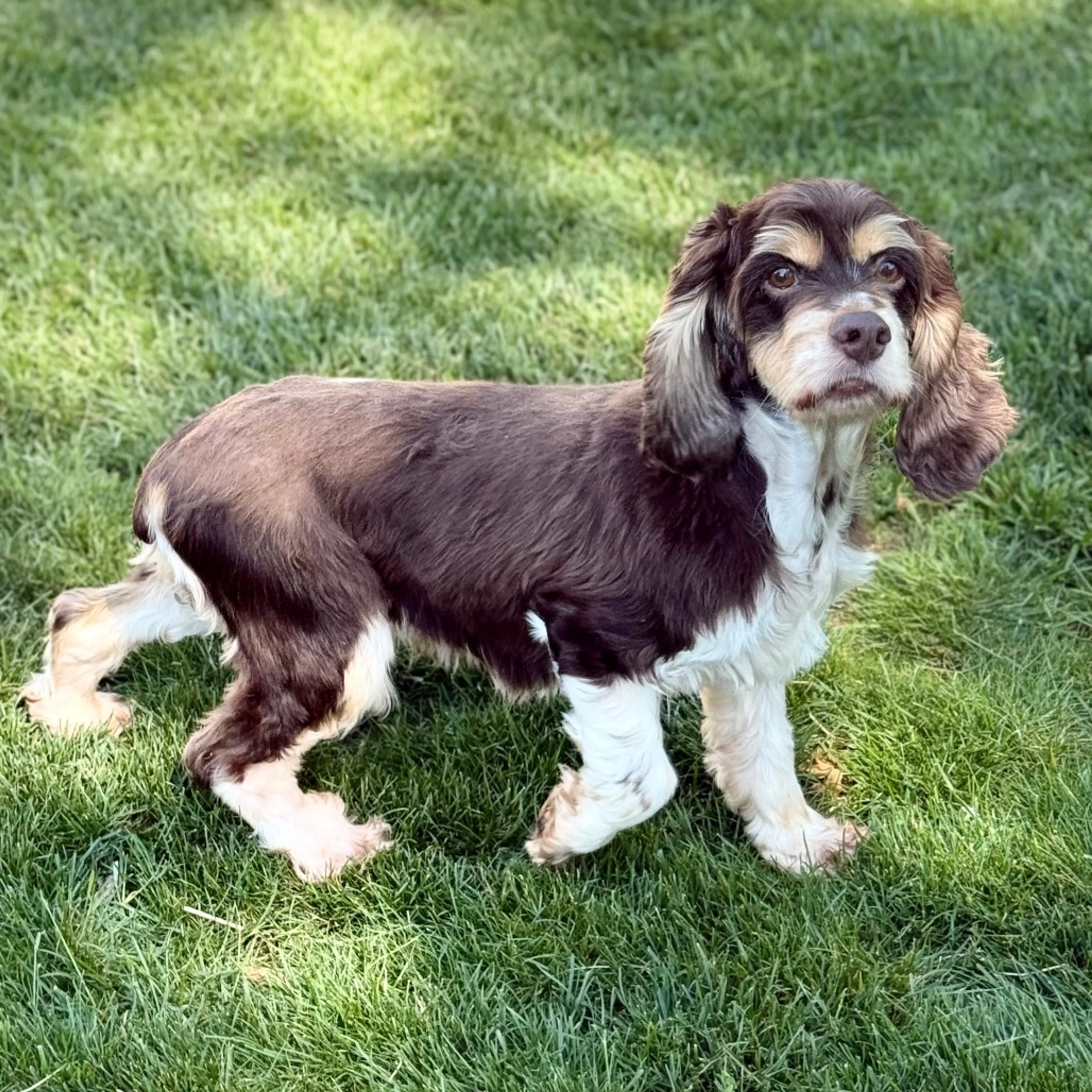 Found pet-2