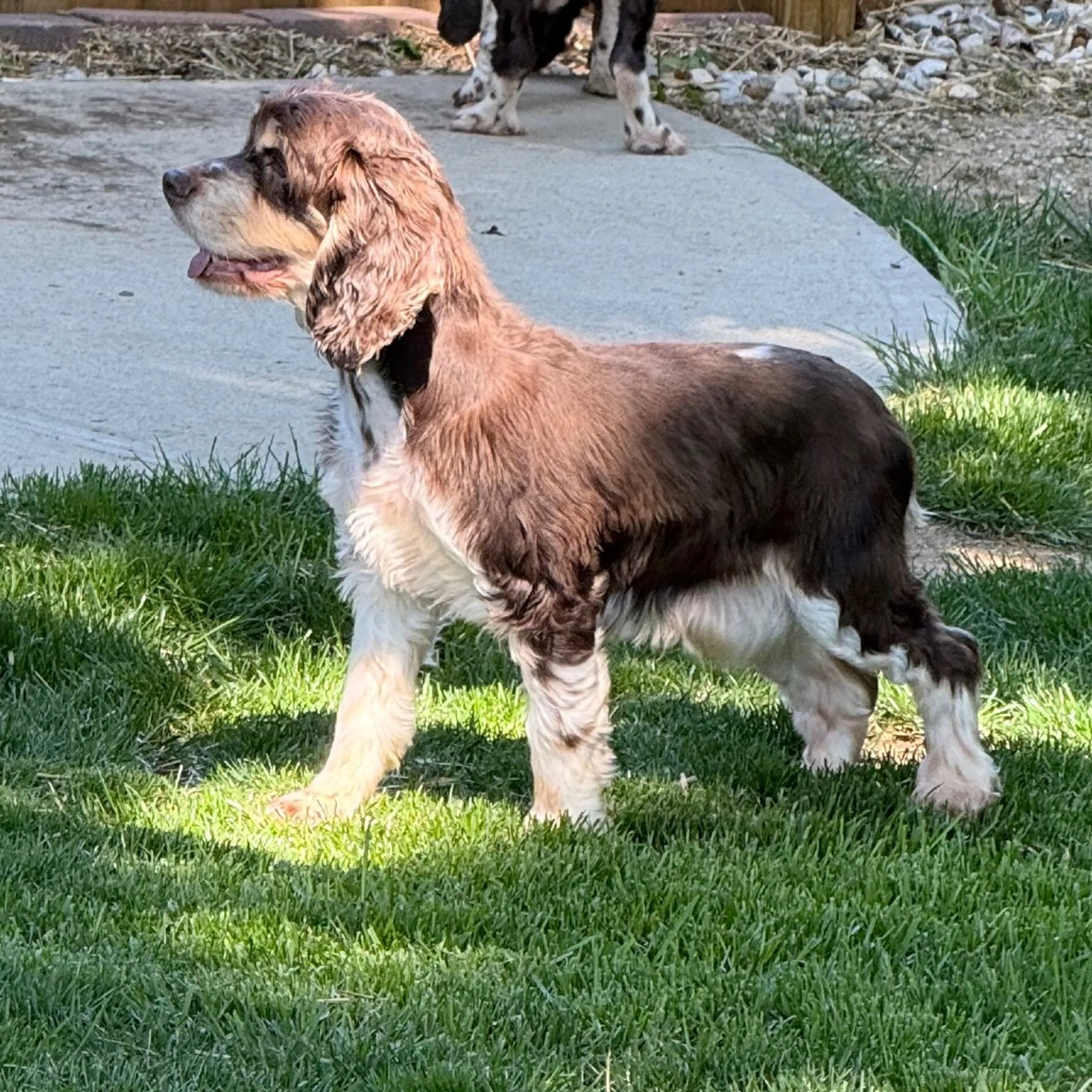 Found pet-3