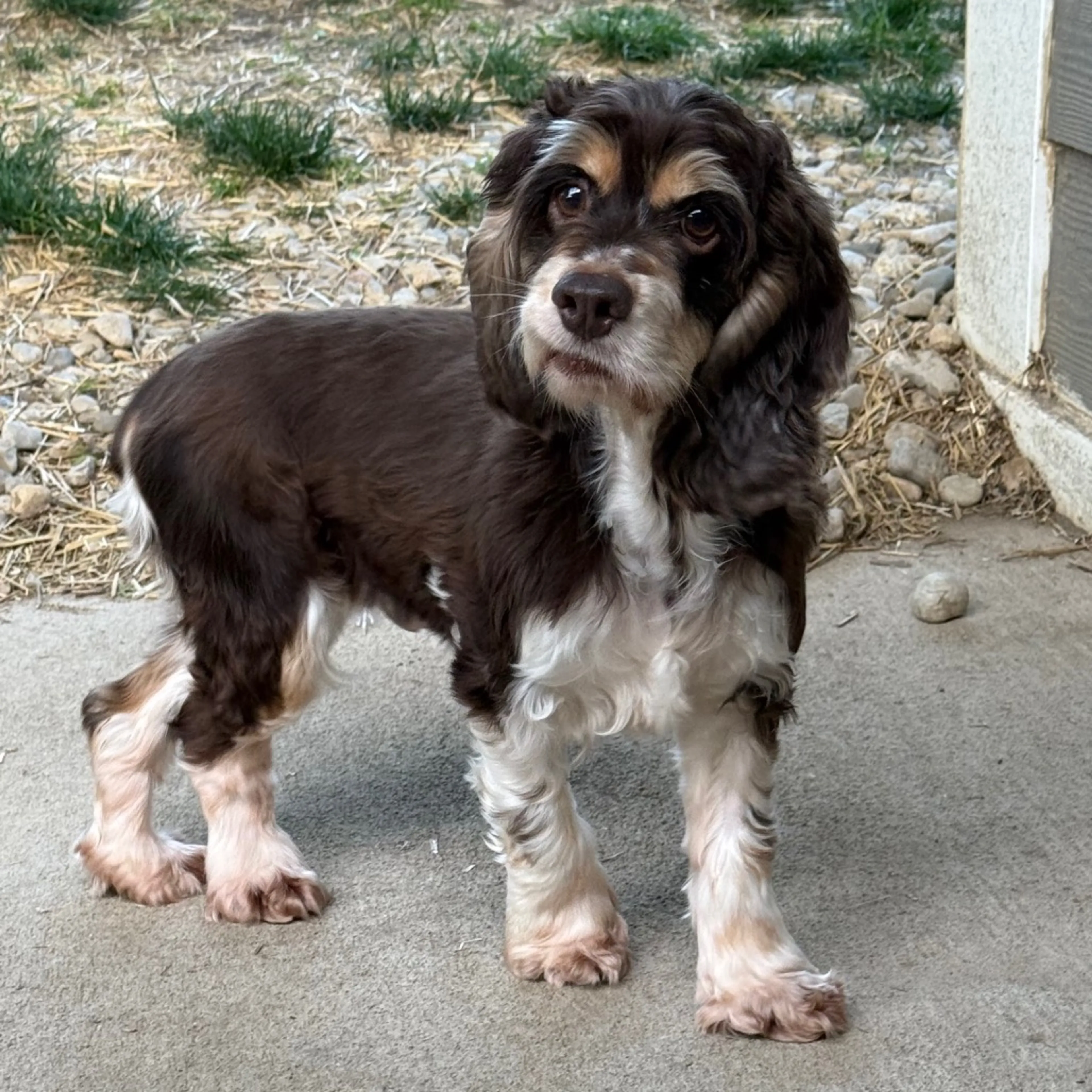 Found pet-4