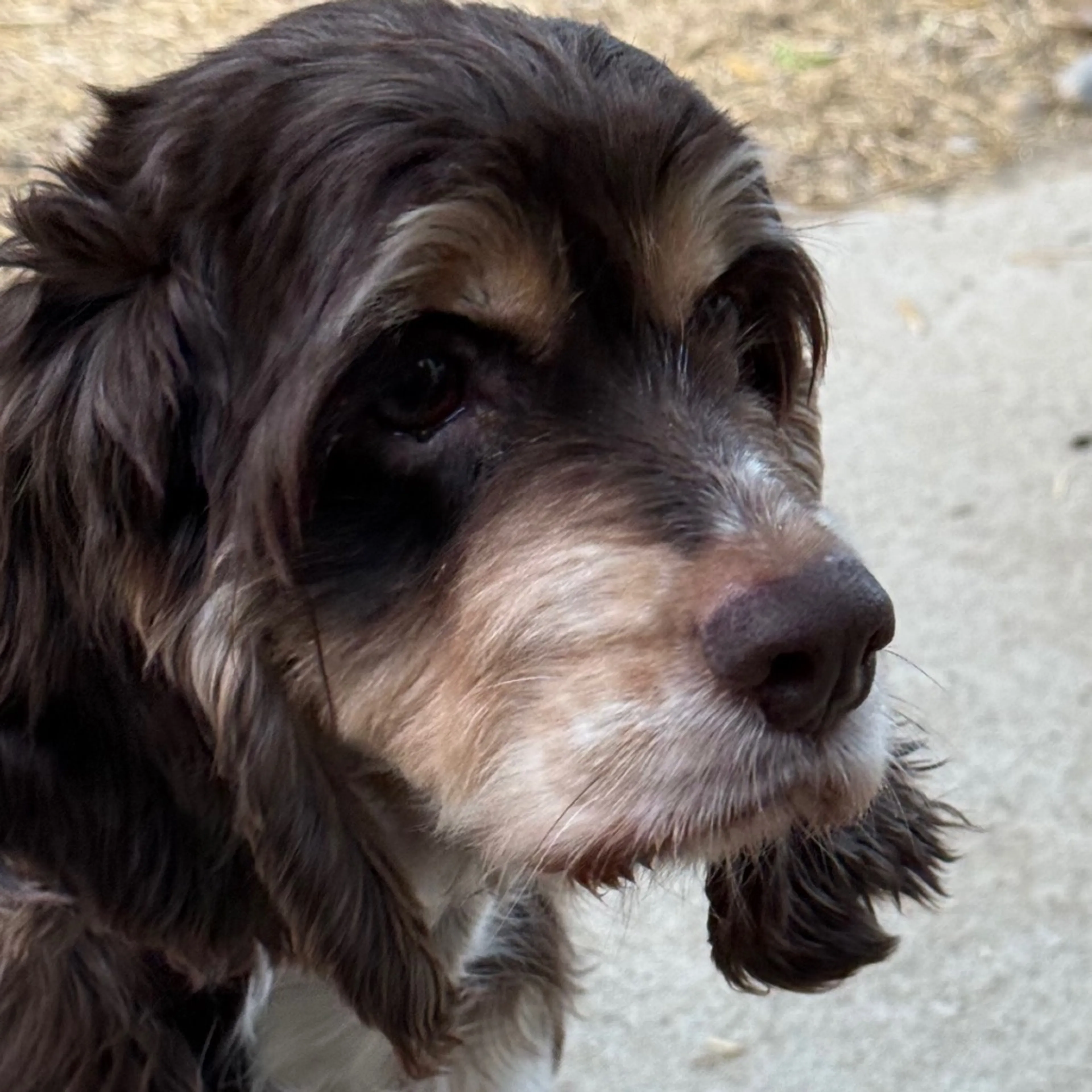 Found pet-5