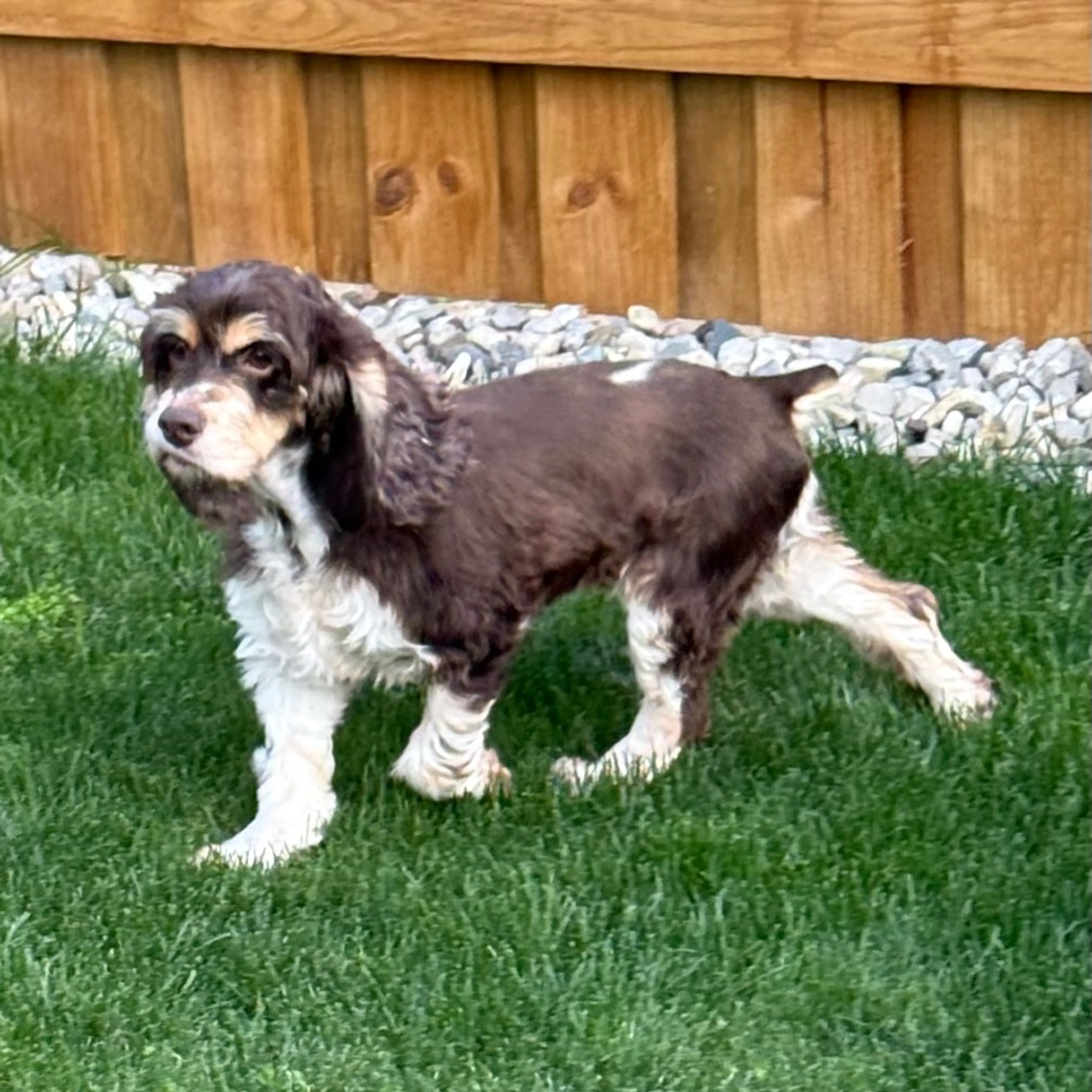 Found pet-6