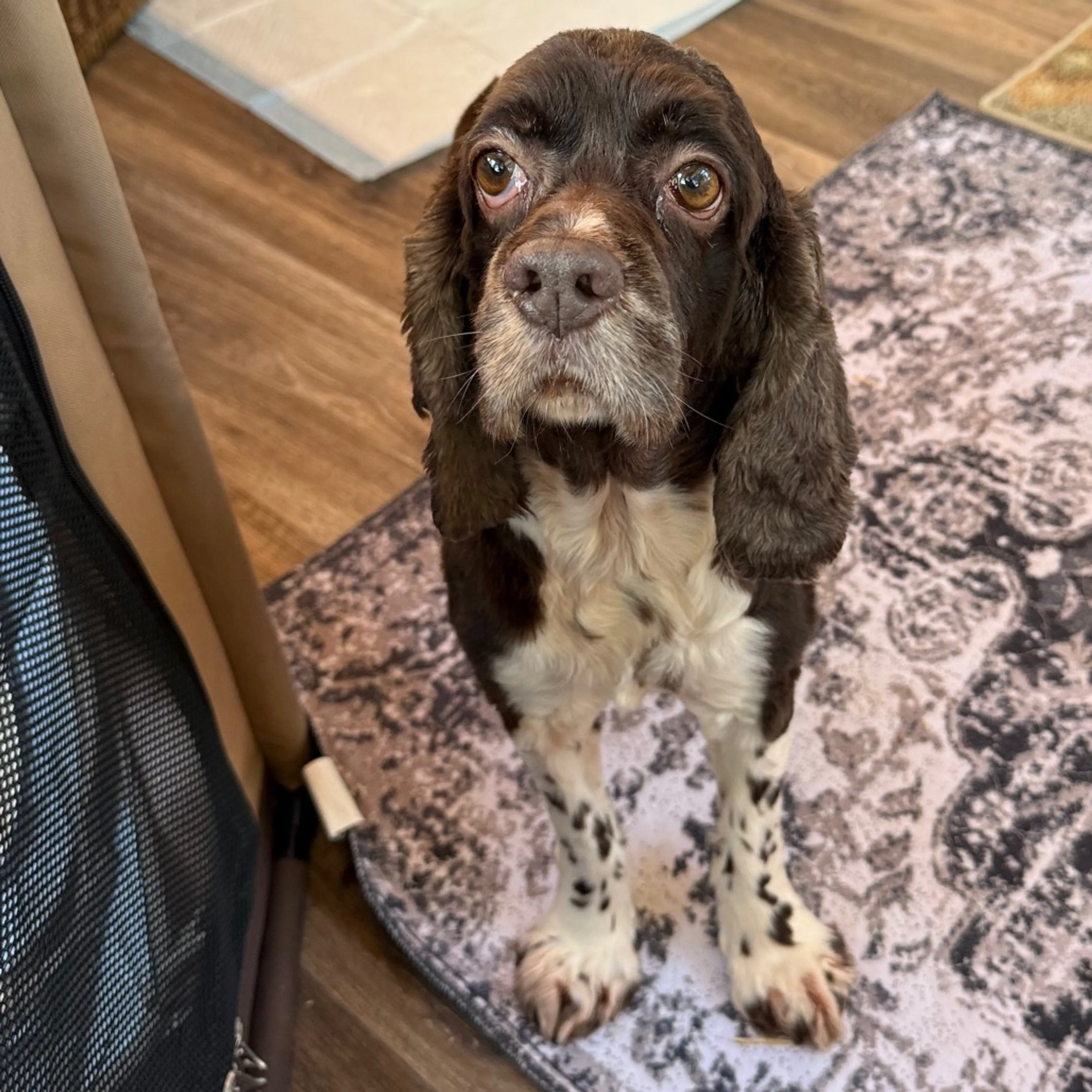 Found pet-3