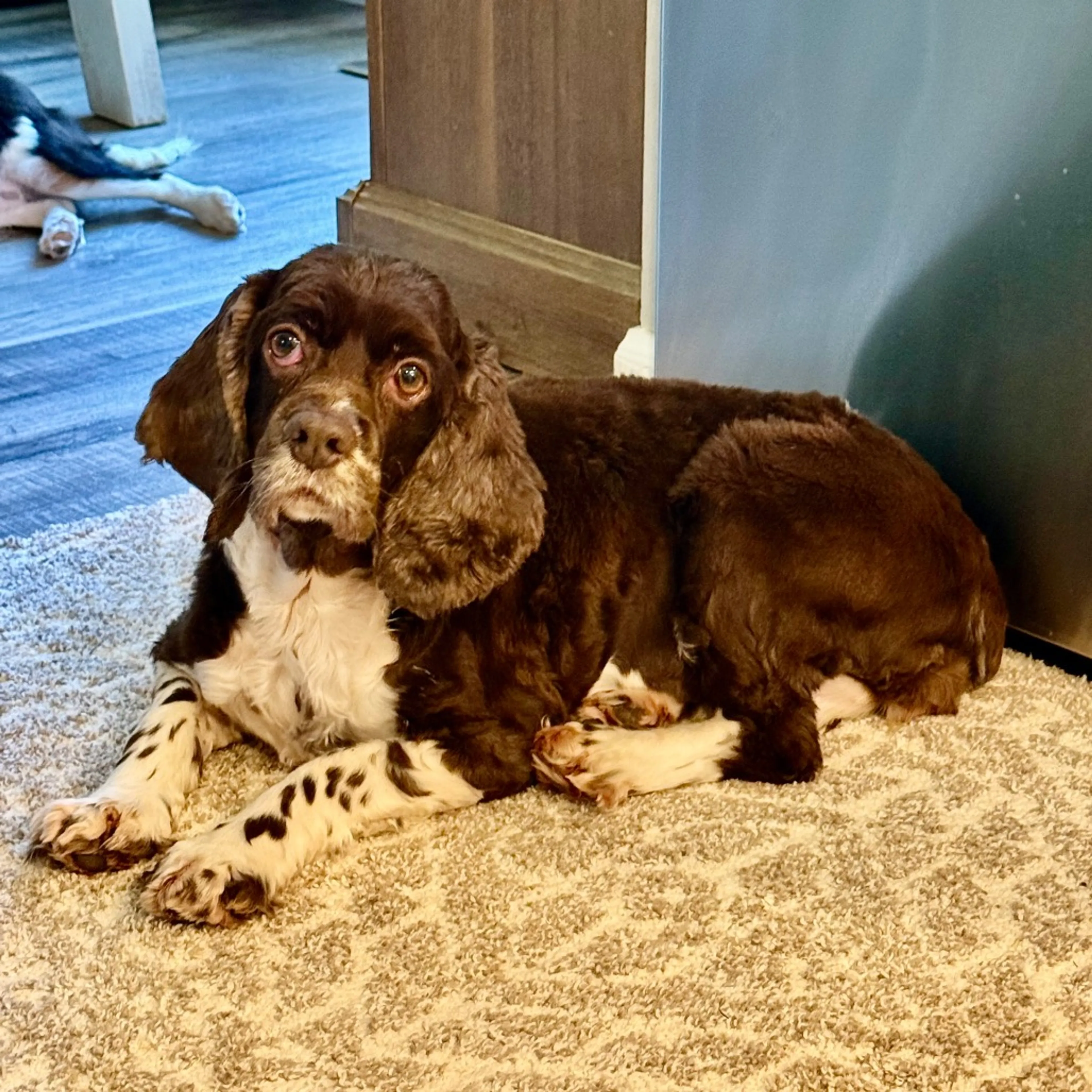 Found pet-5