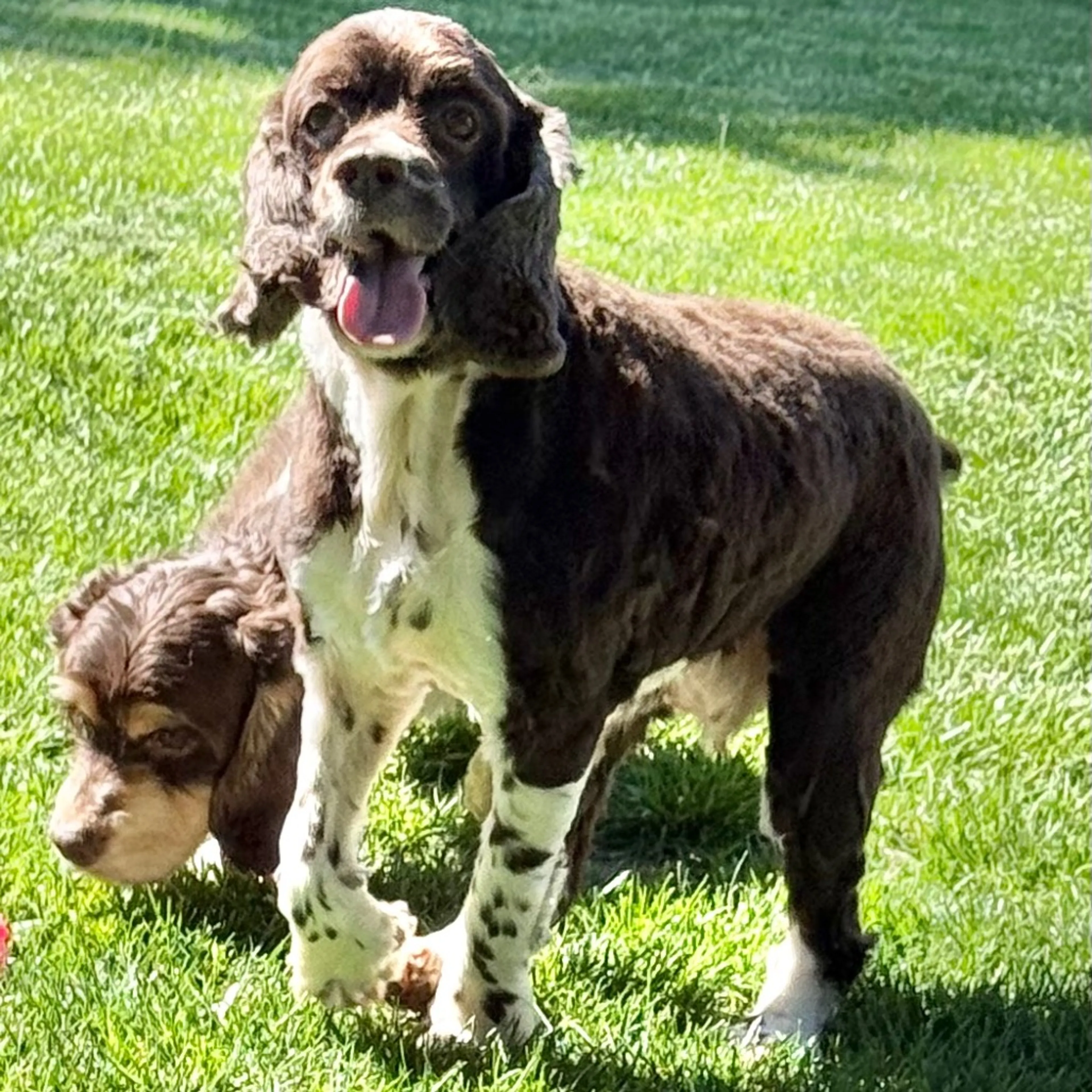 Found pet-2