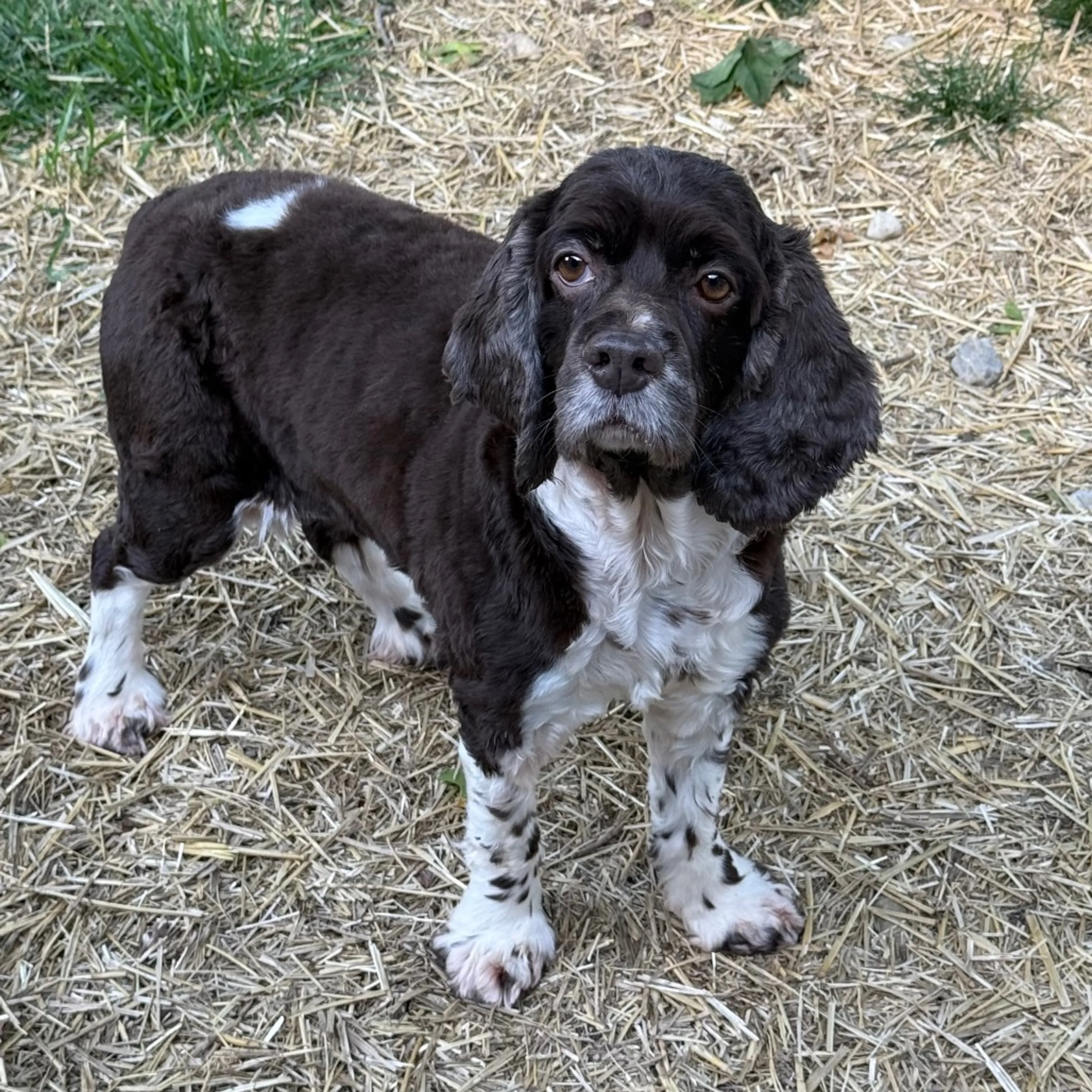Found pet-4