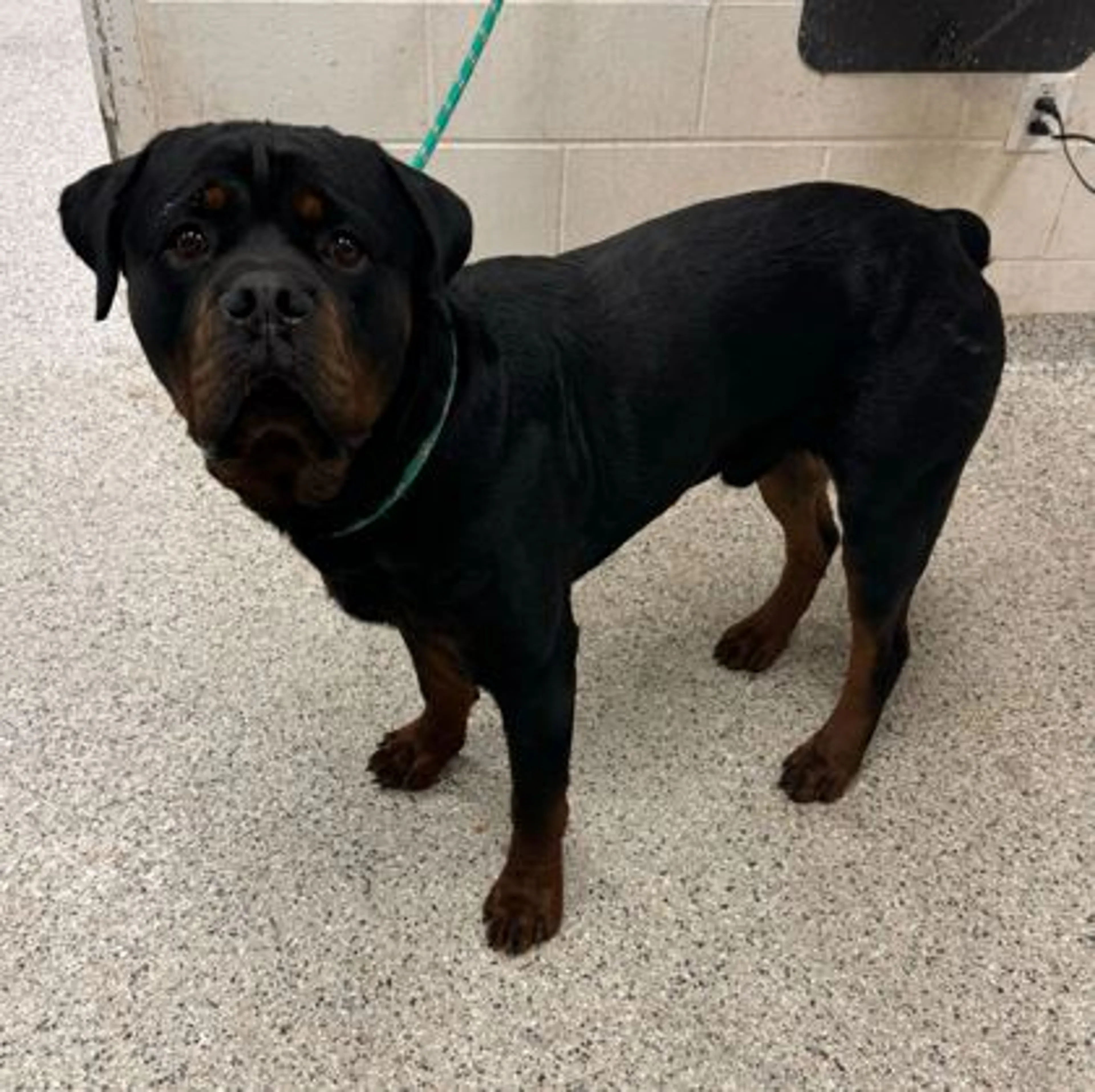 Found pet