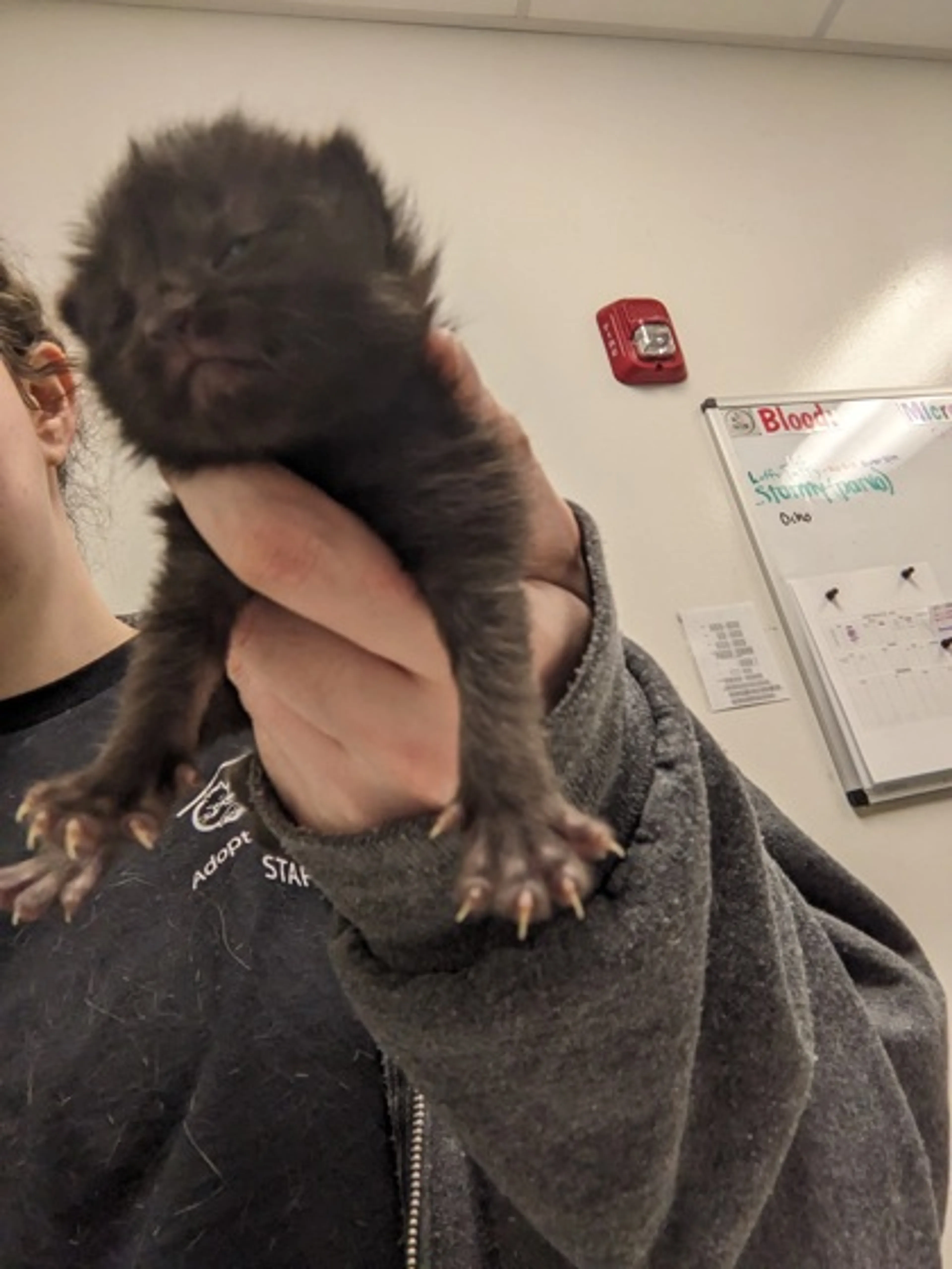 Found pet
