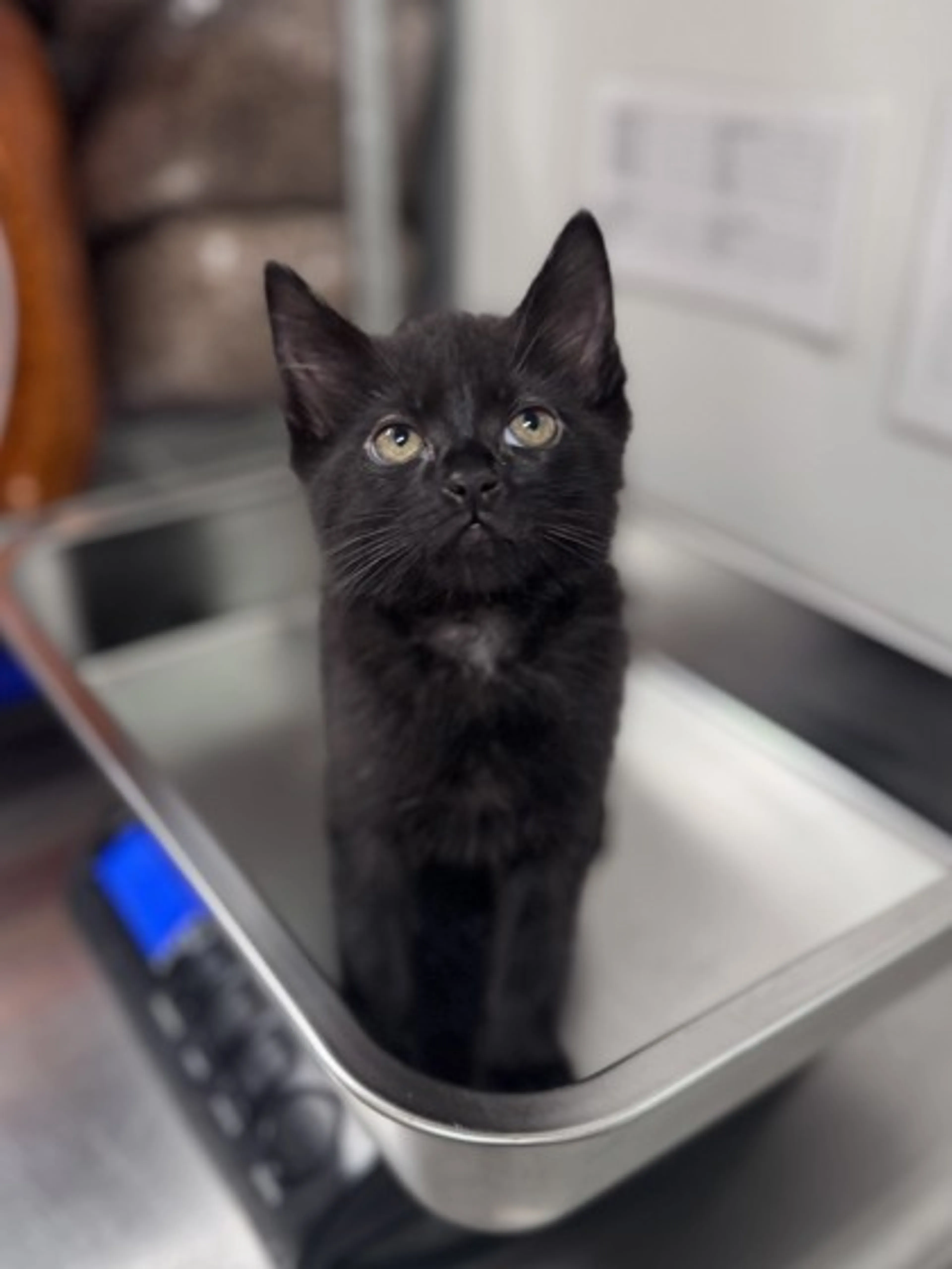 Found pet