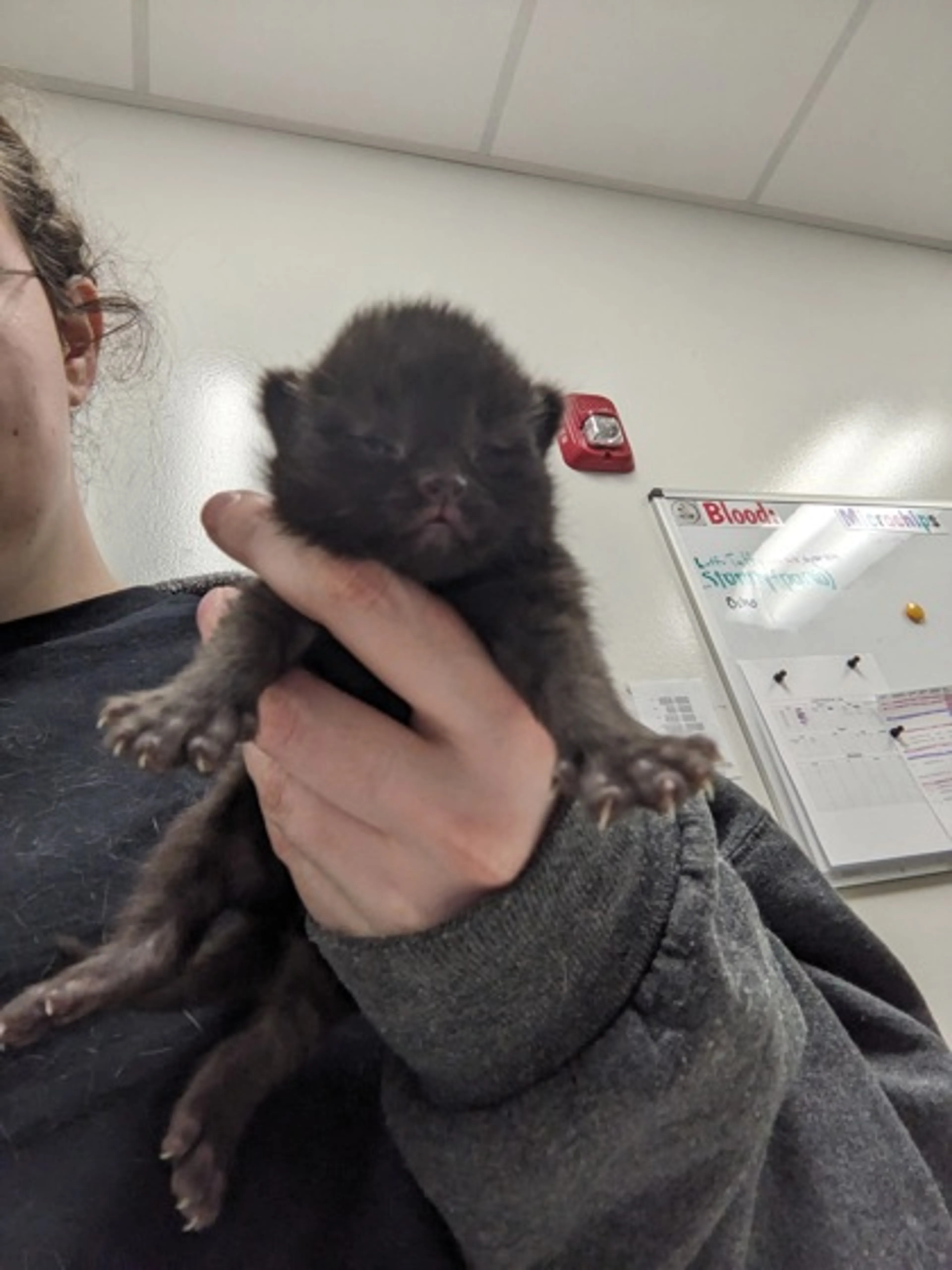 Found pet