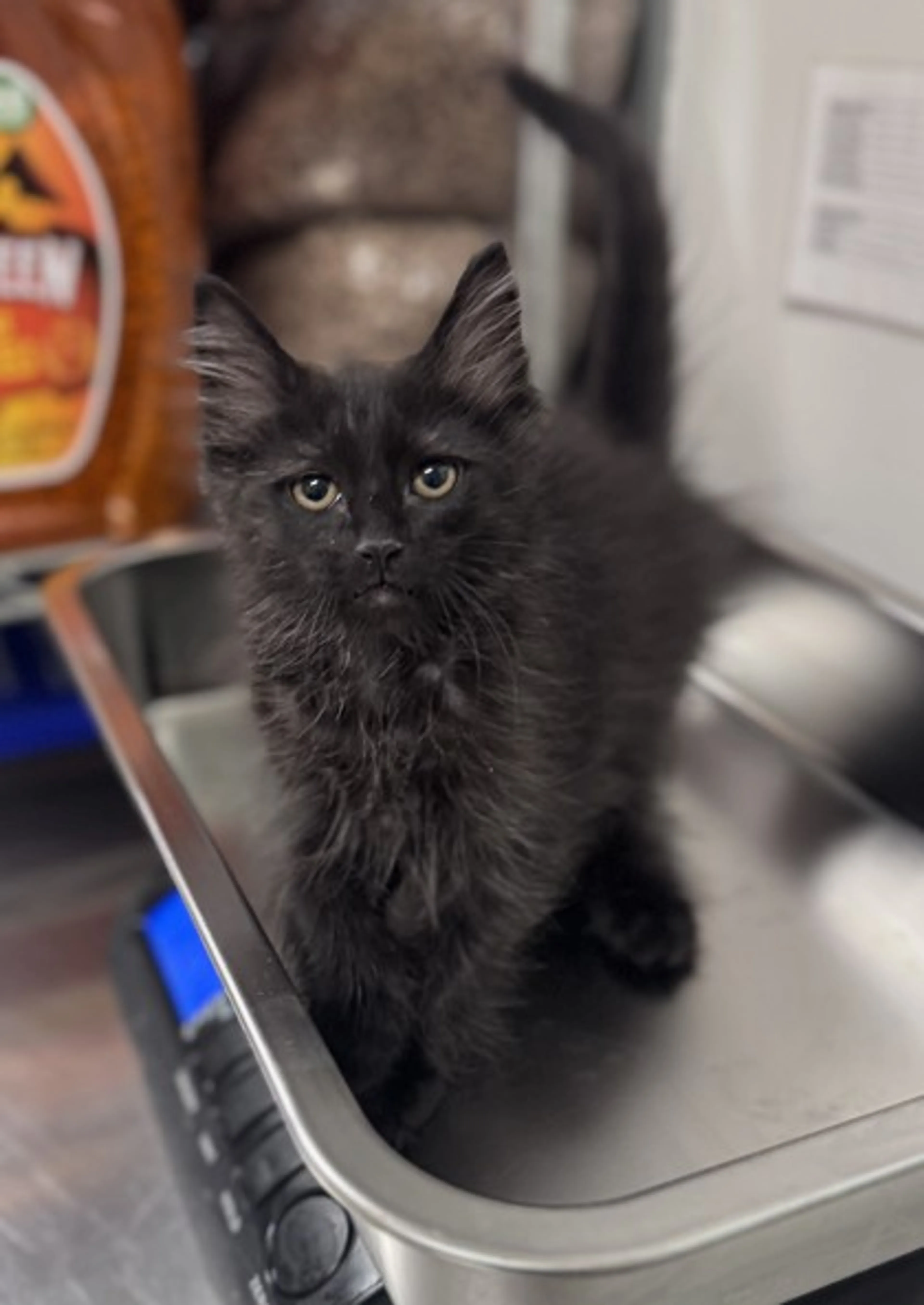 Found pet