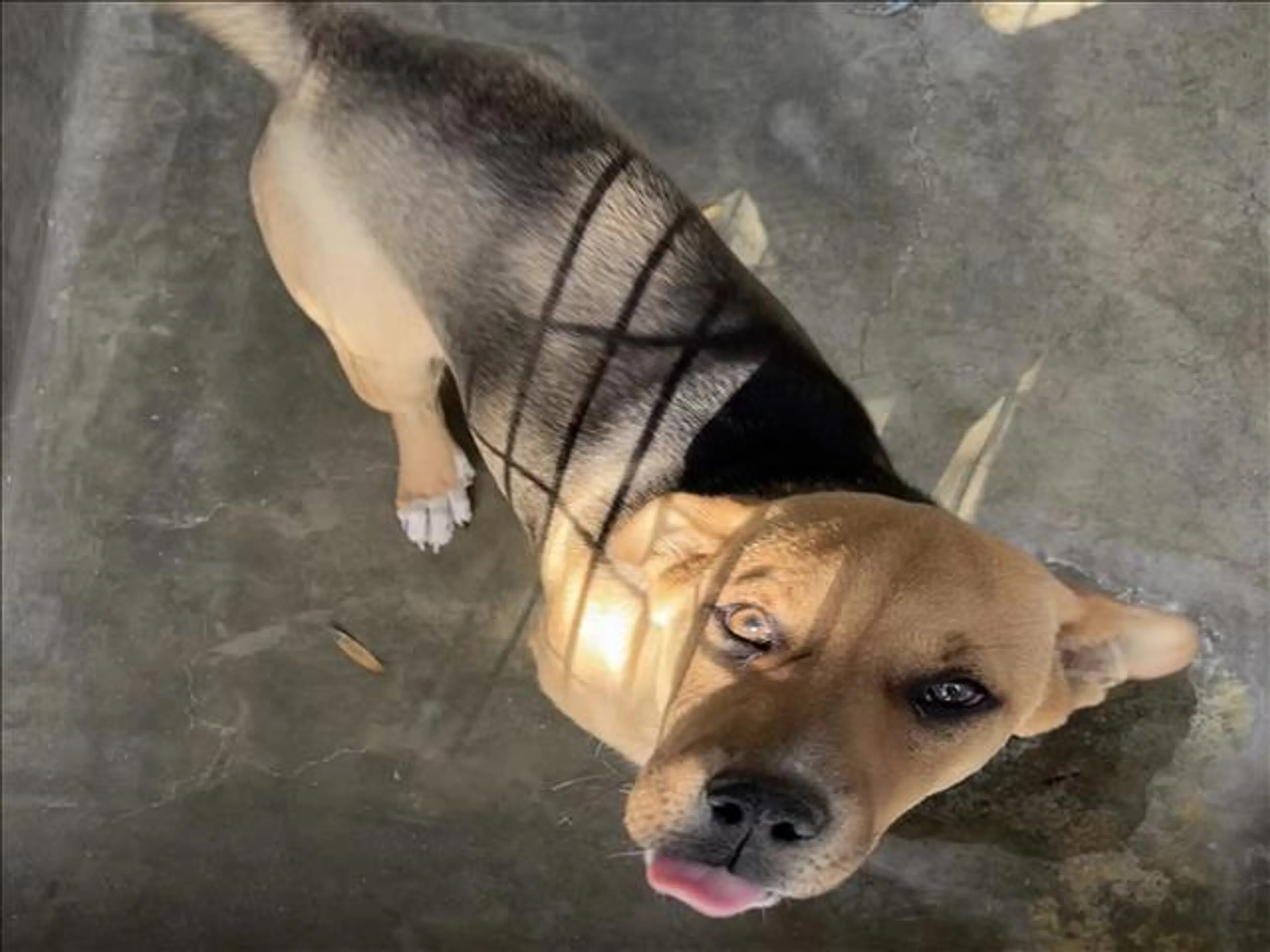 Found pet