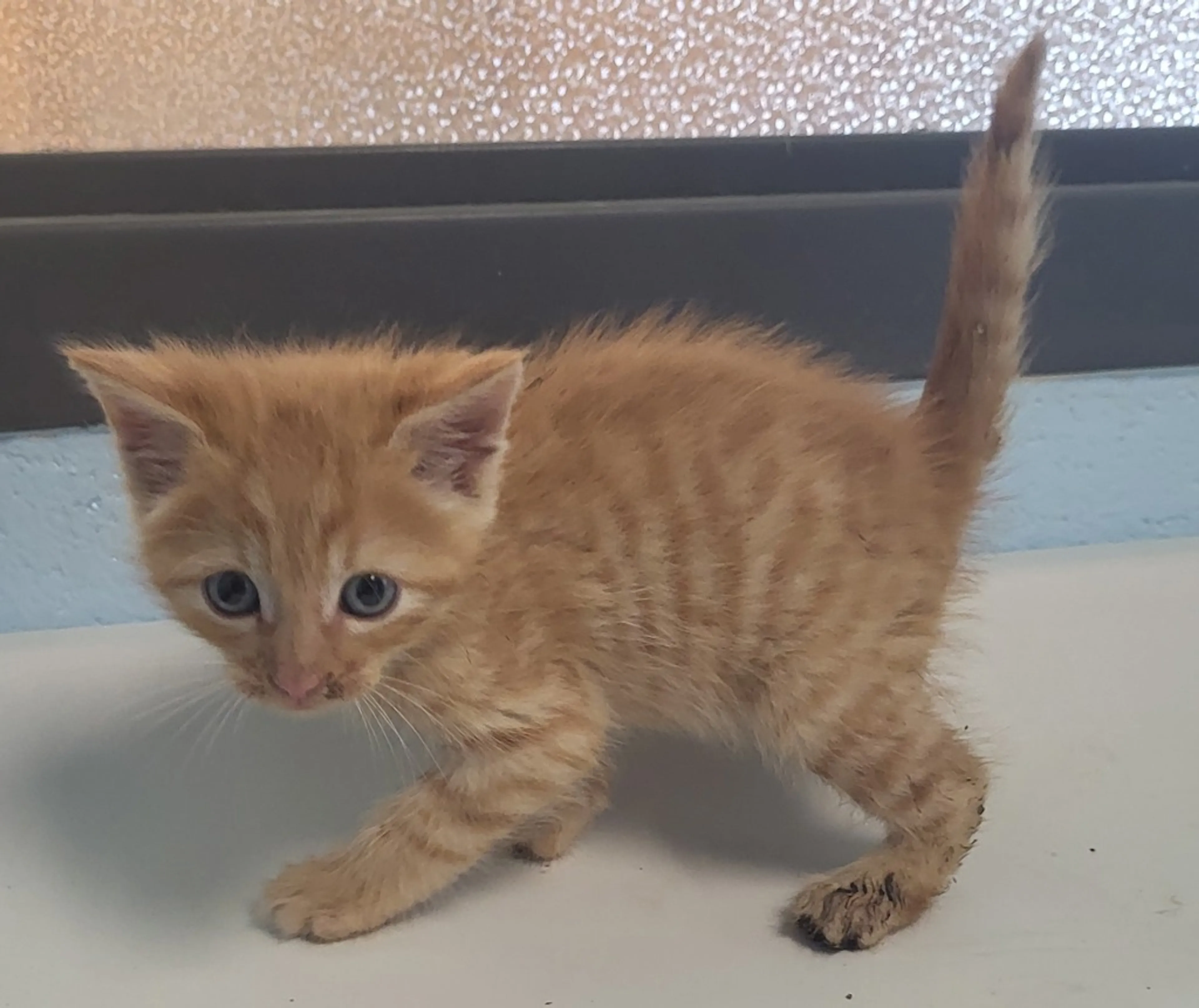 Found pet