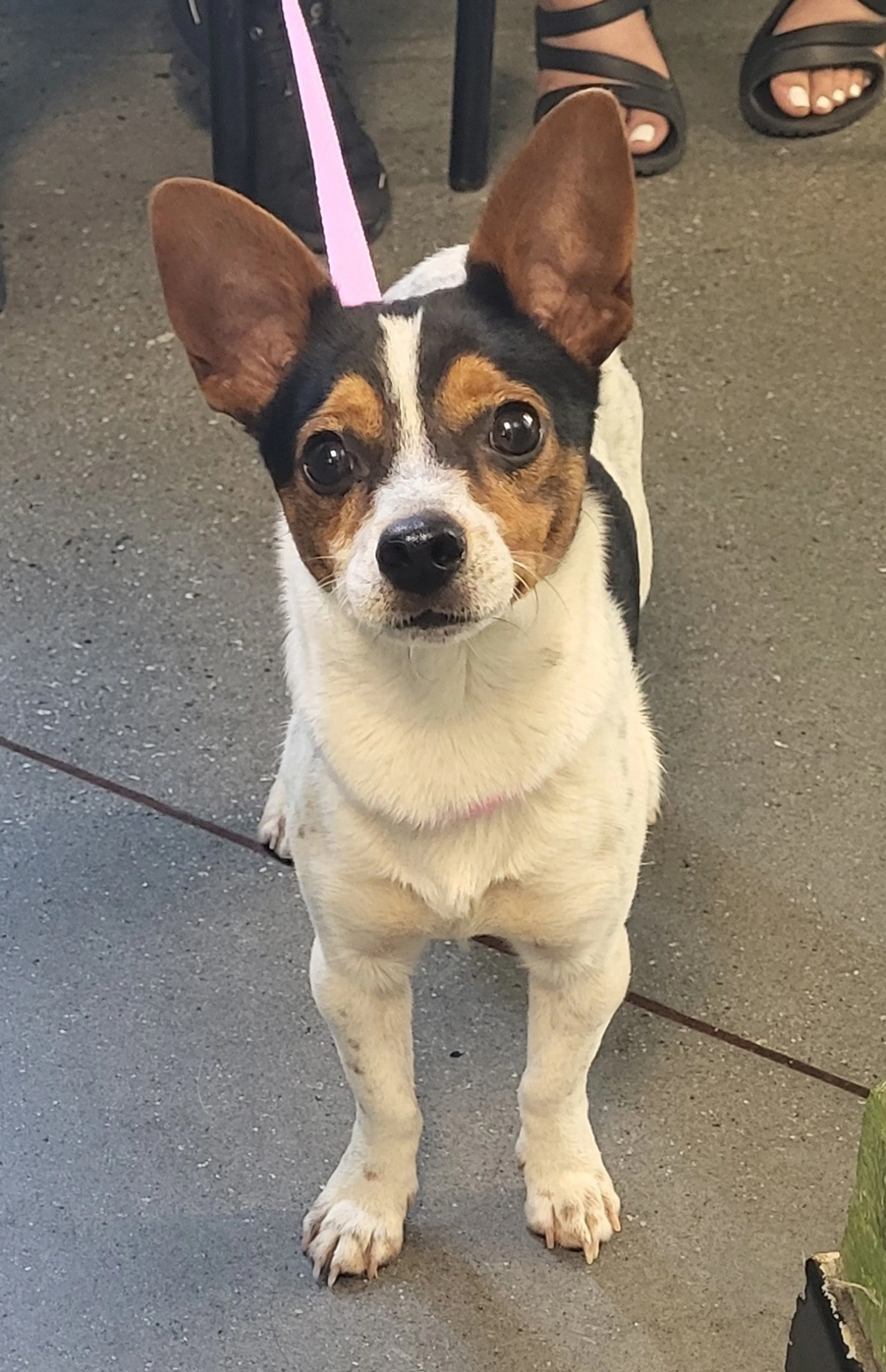 Found pet