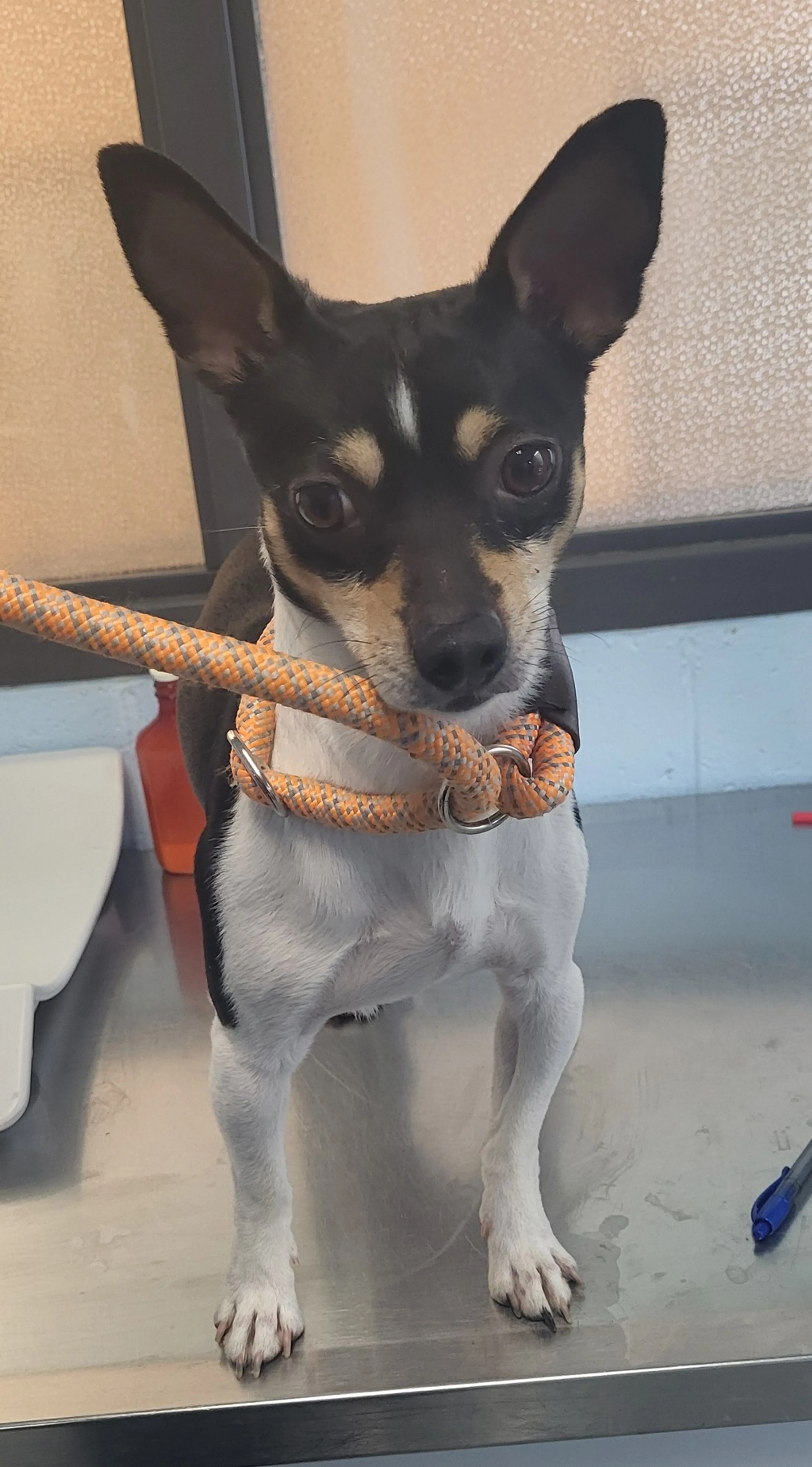 Found pet