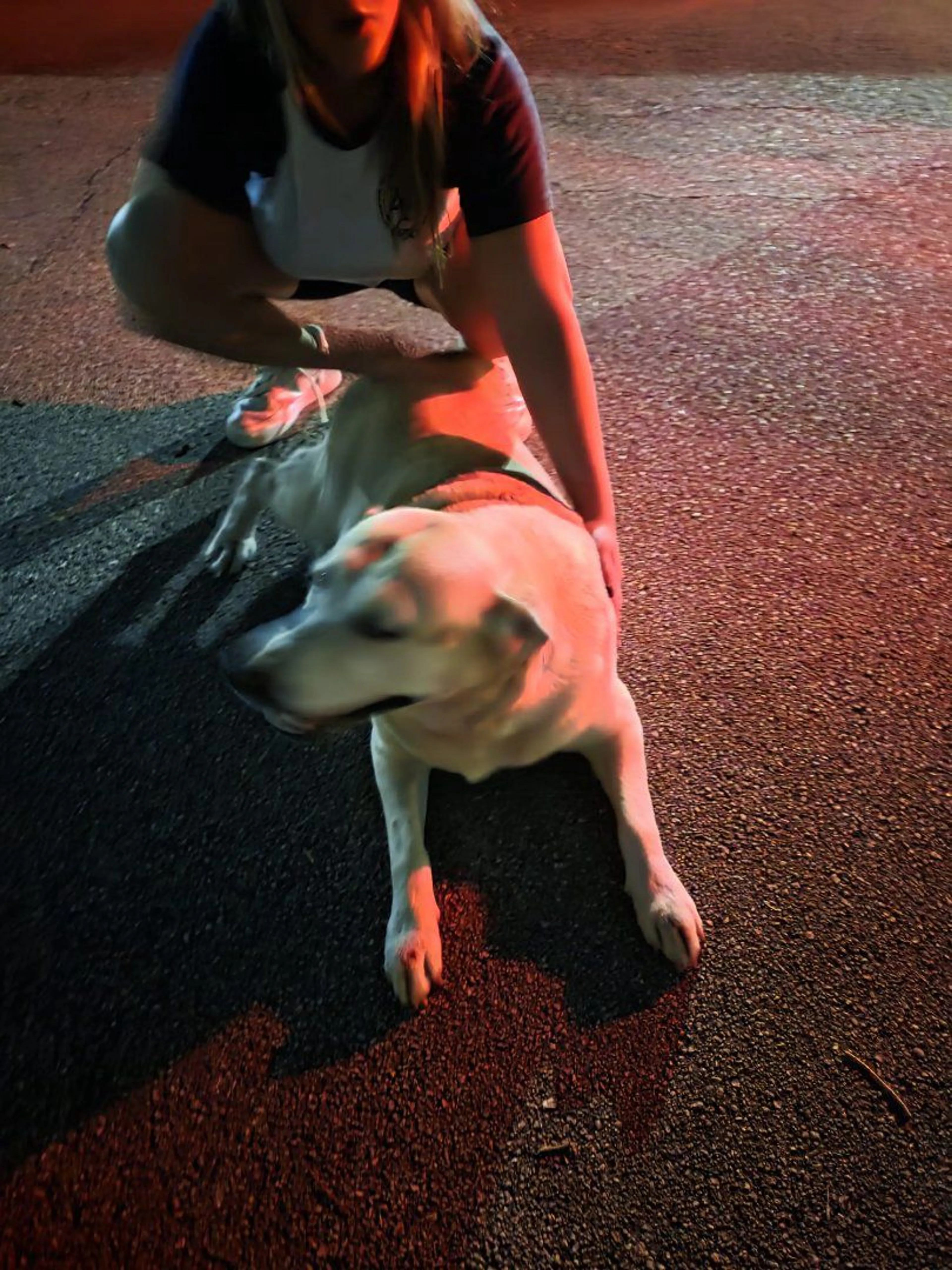 Lost pet-2