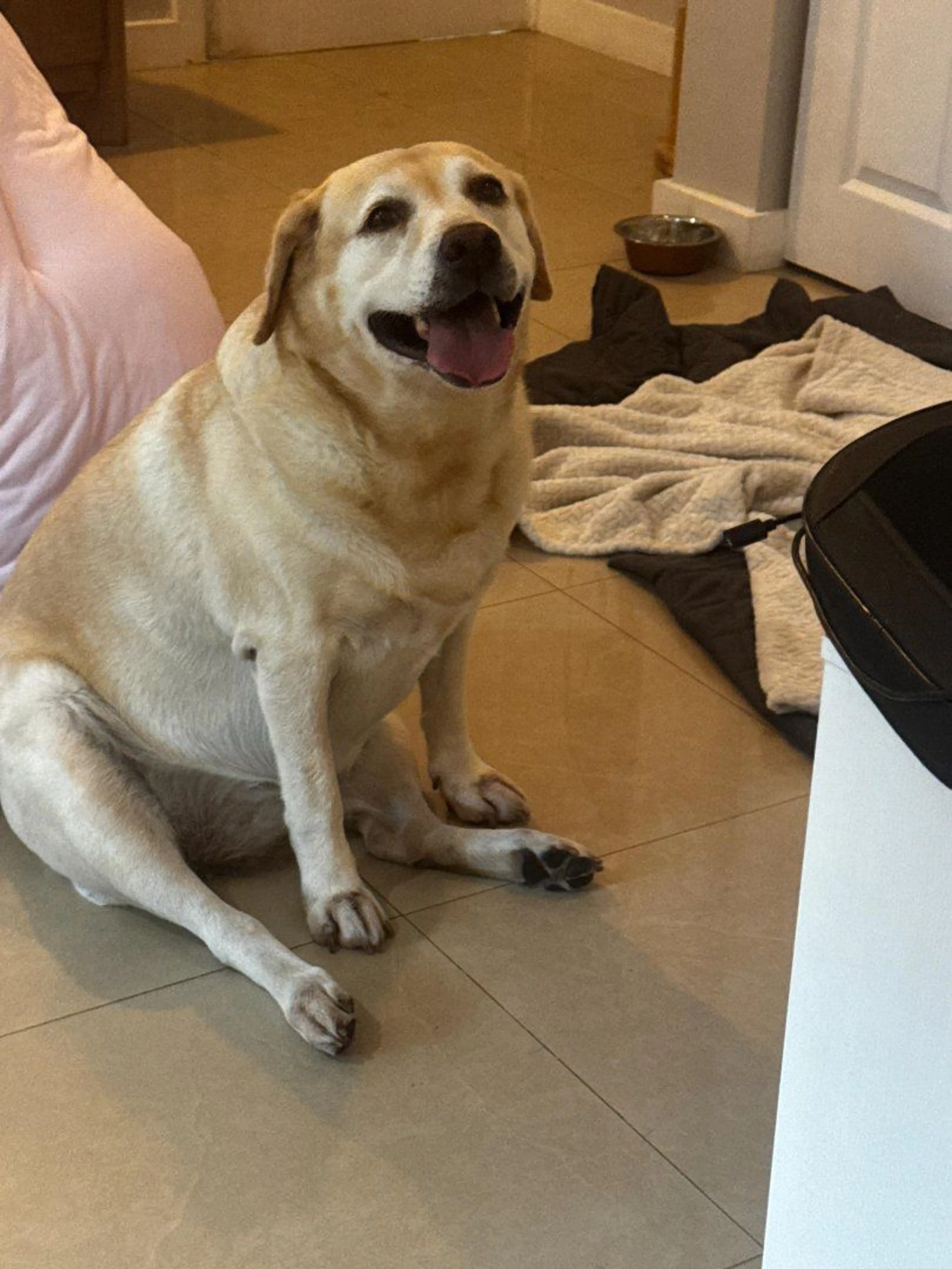 Lost pet-0