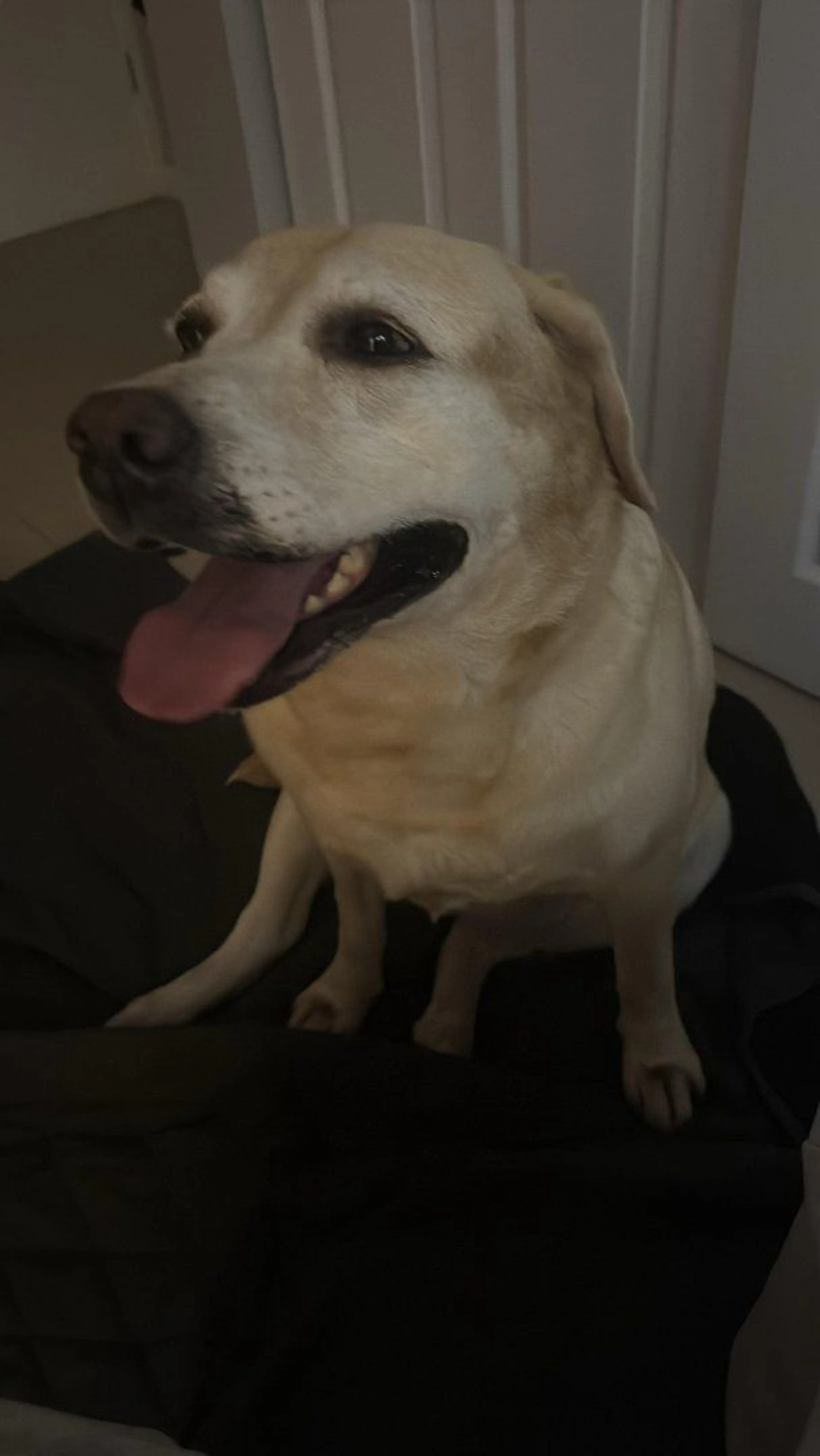 Lost pet-3