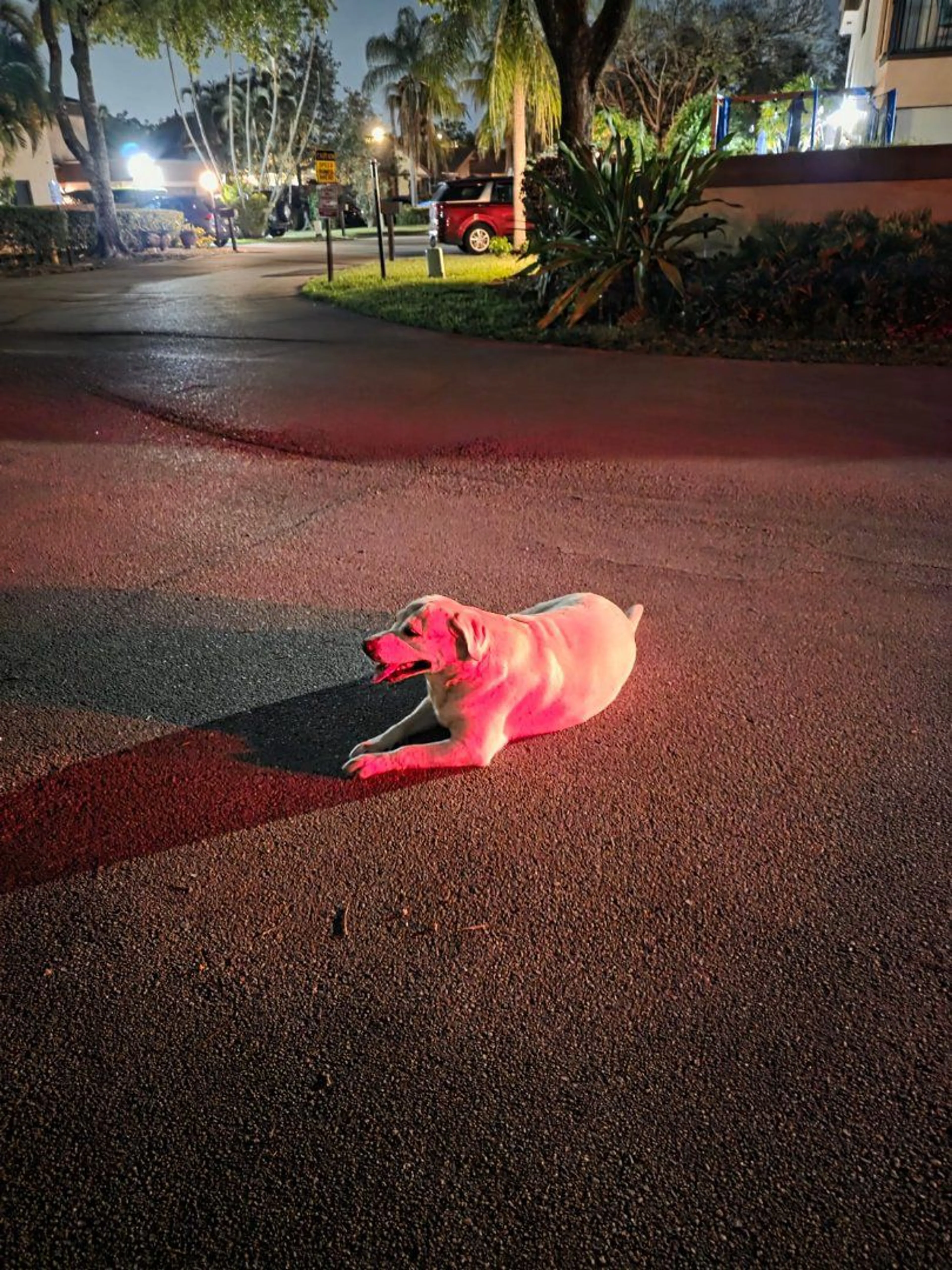 Lost pet-1