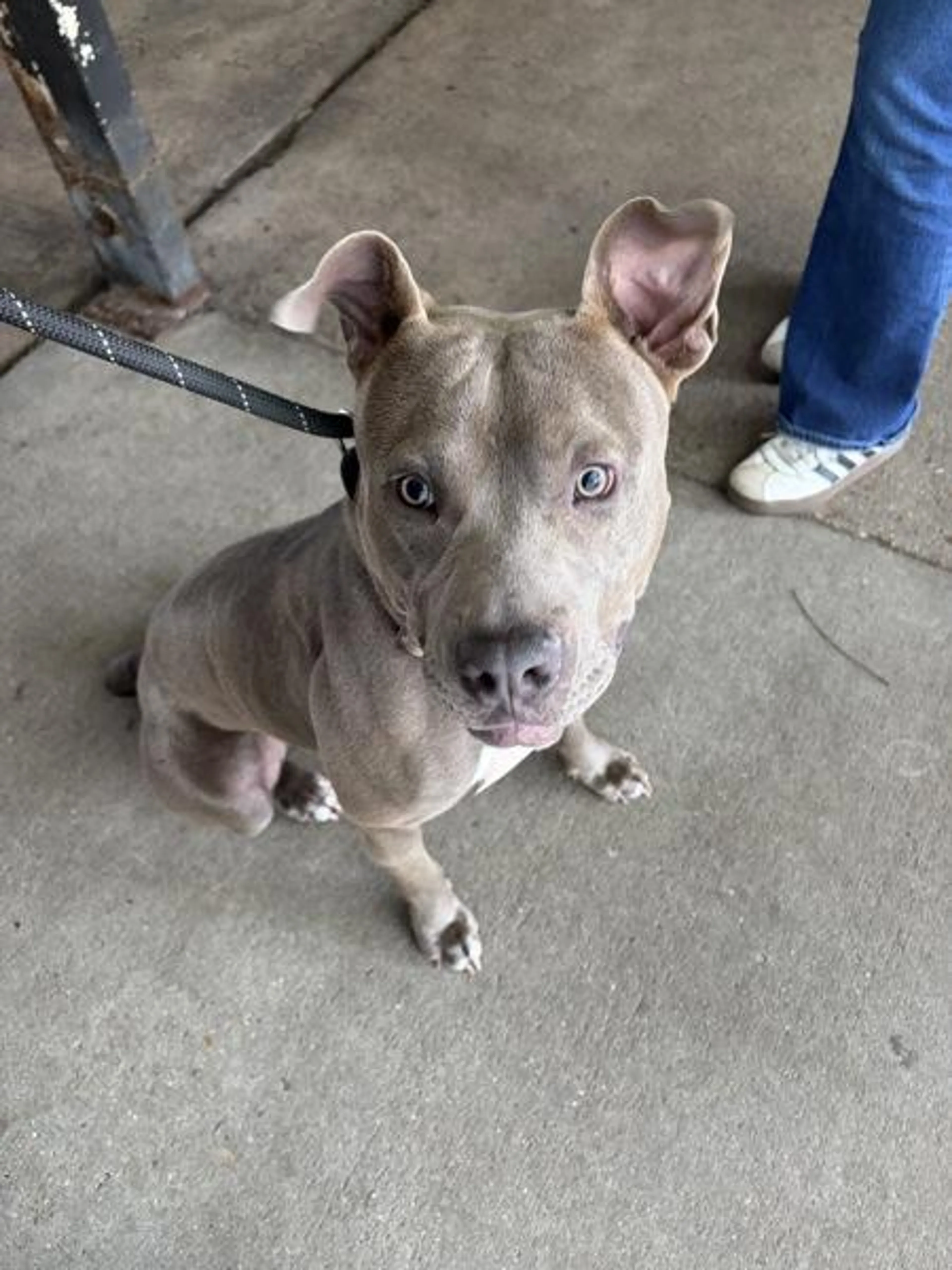 Found pet