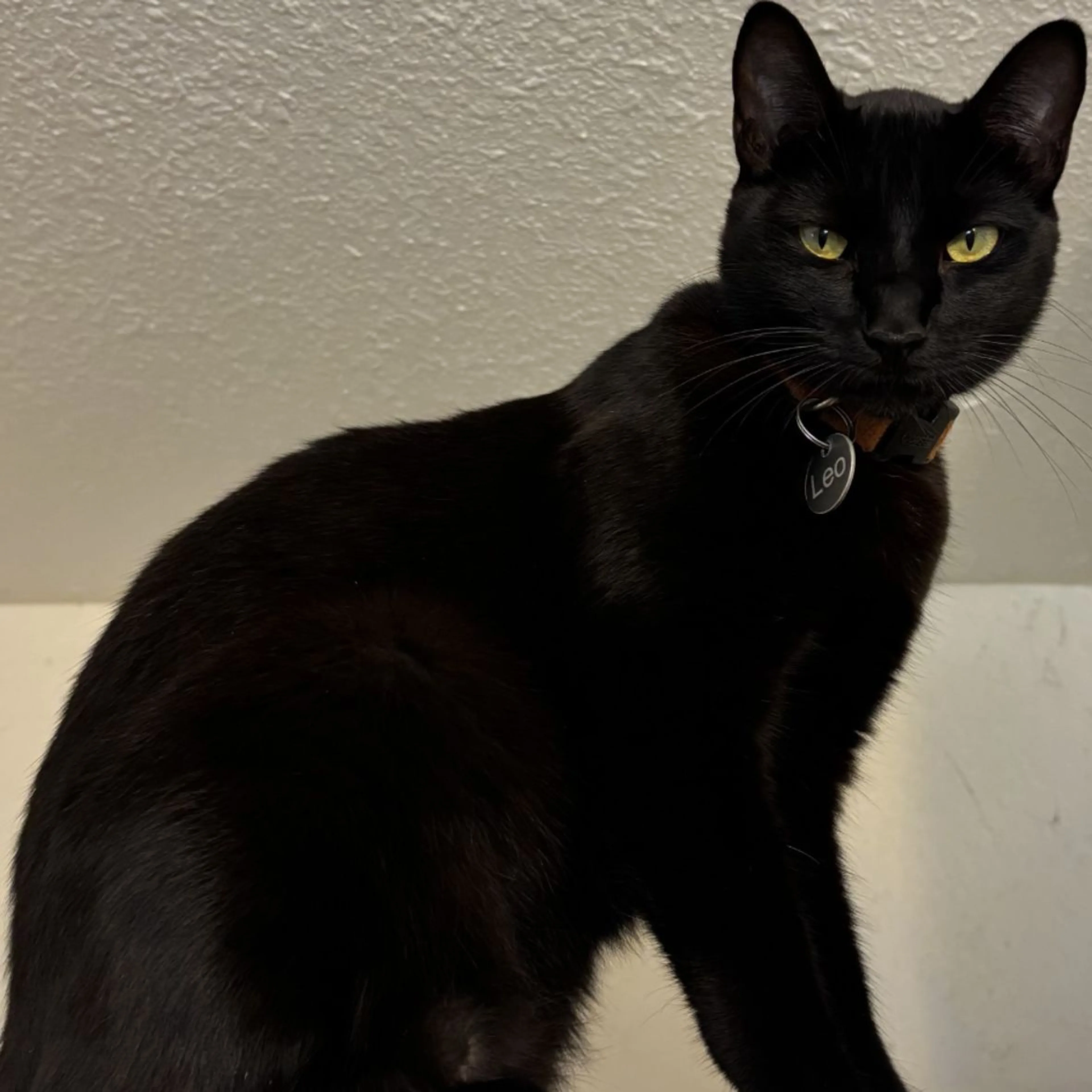 Lost pet