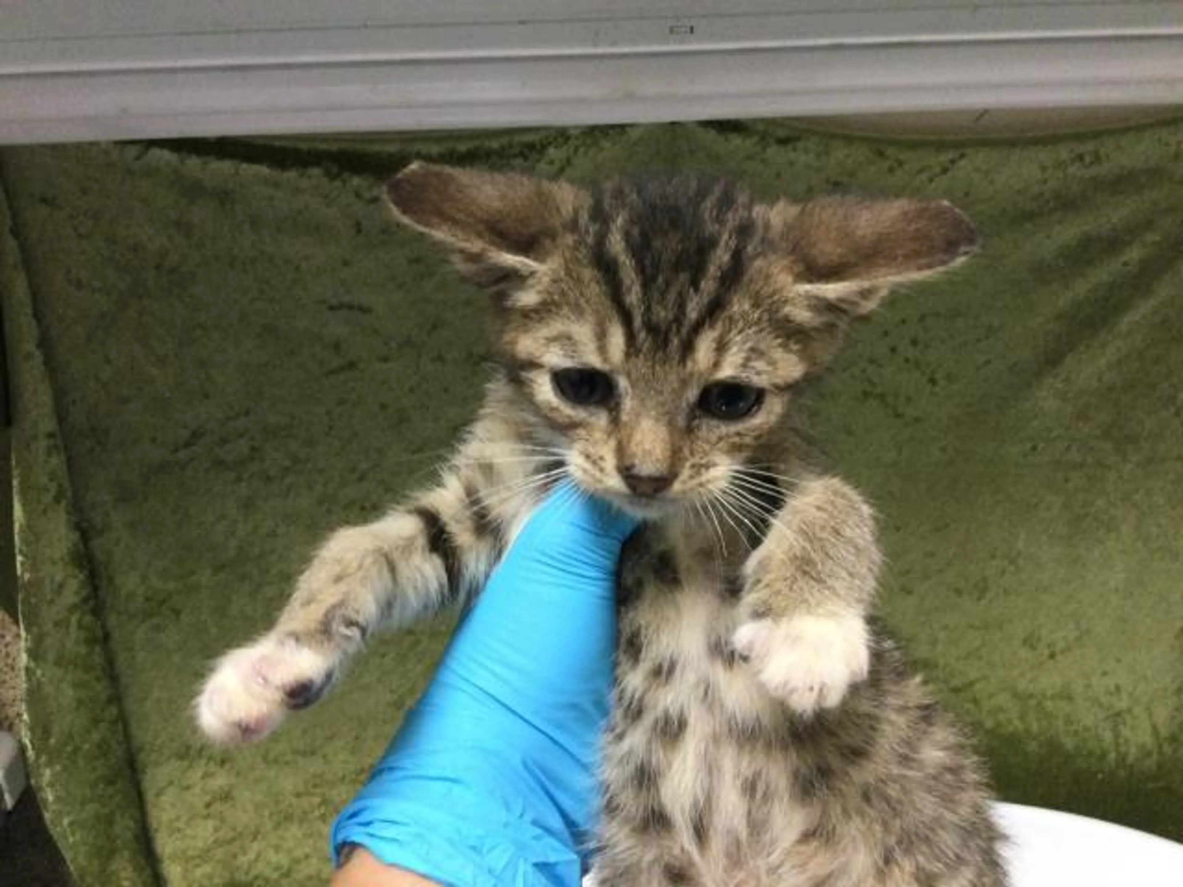 Found pet
