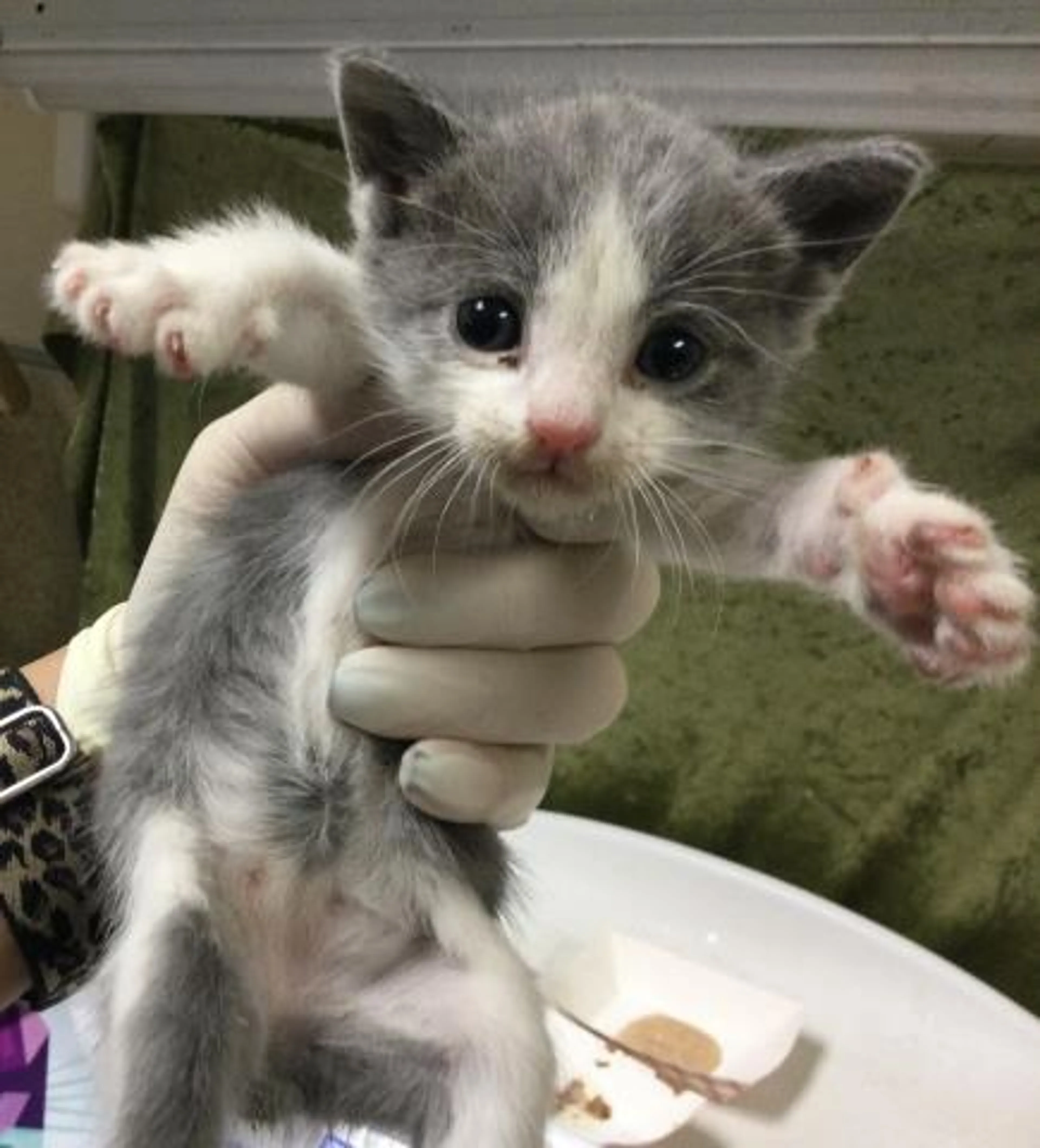 Found pet