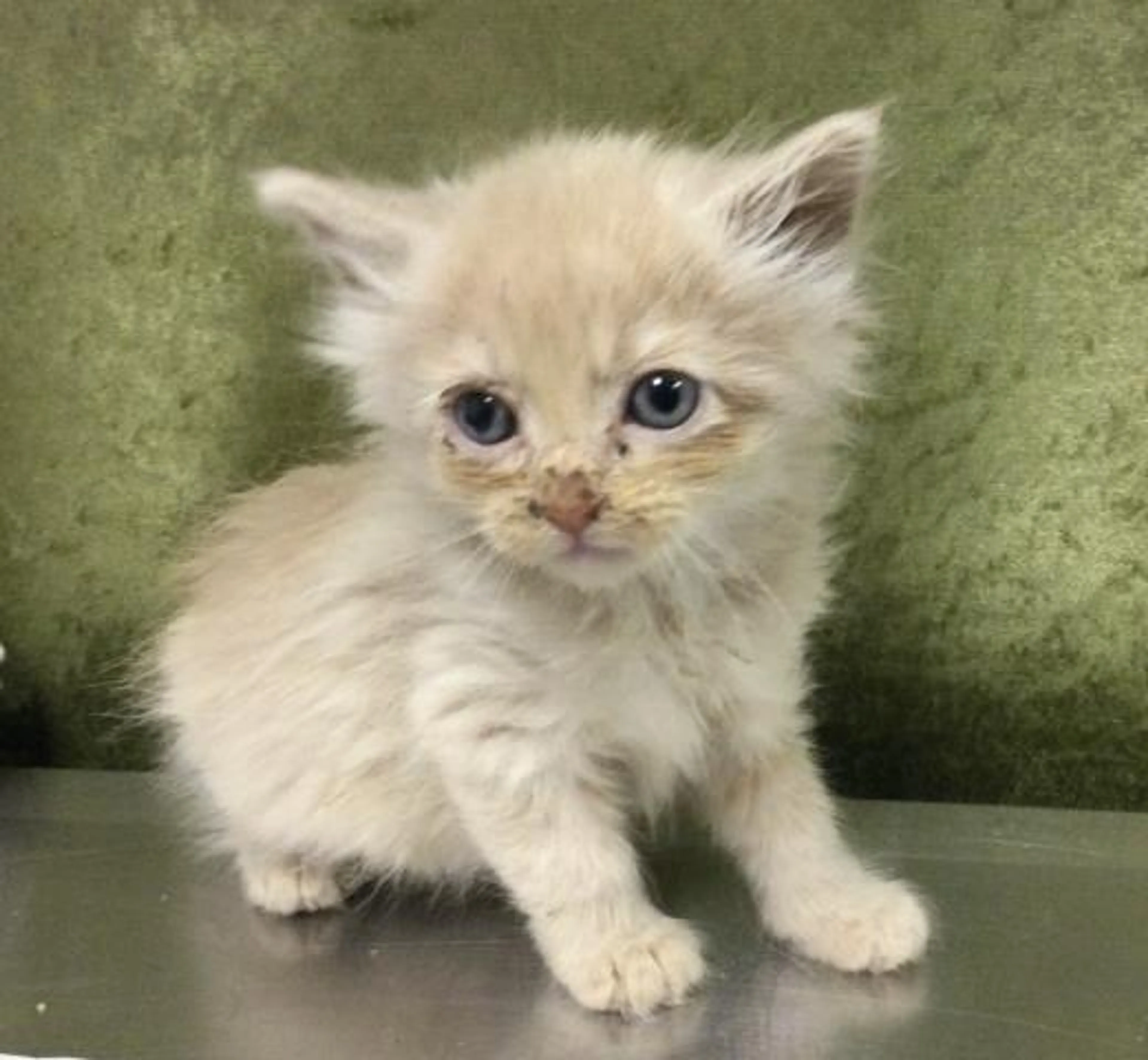 Found pet