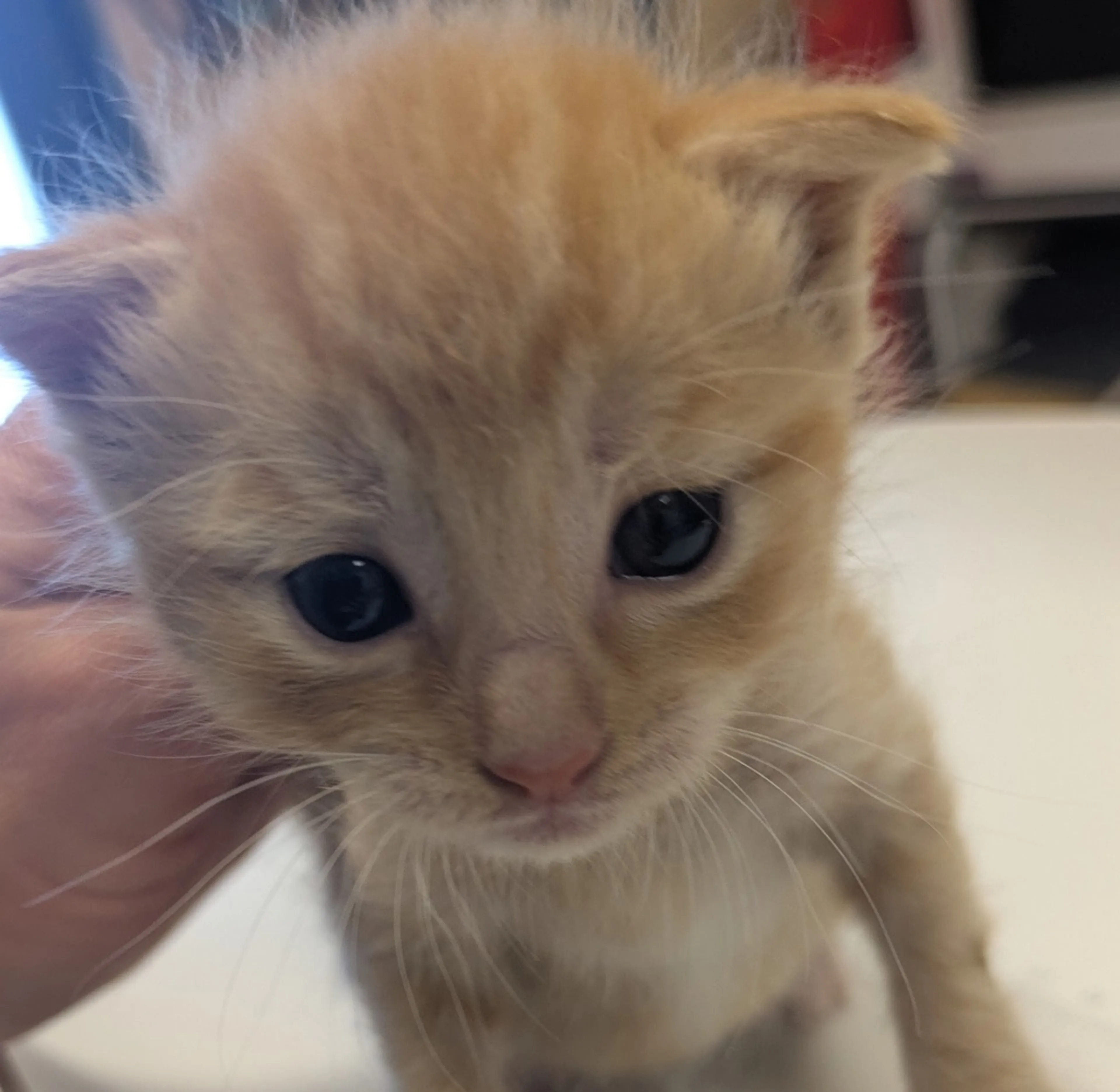 Found pet