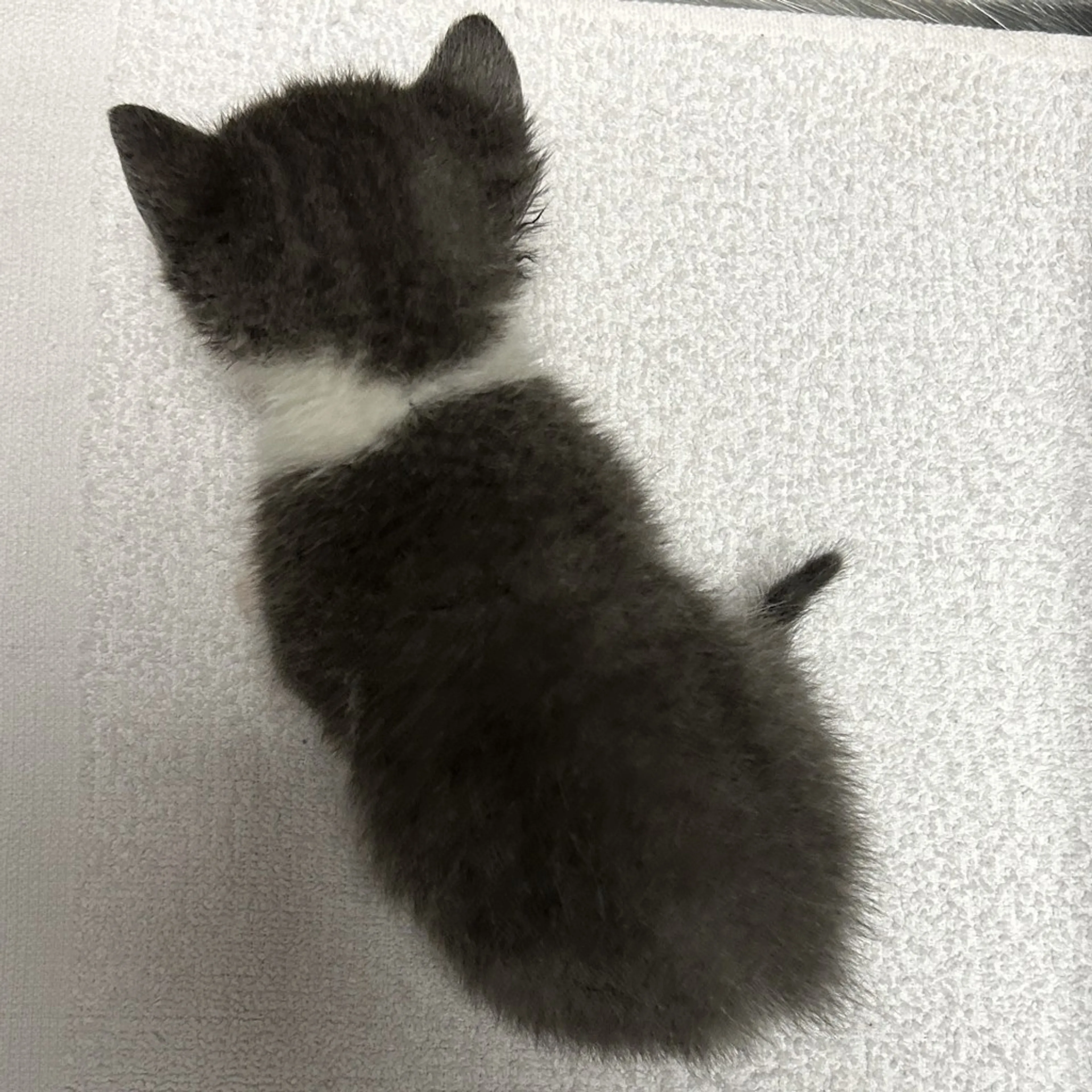 Found pet-1