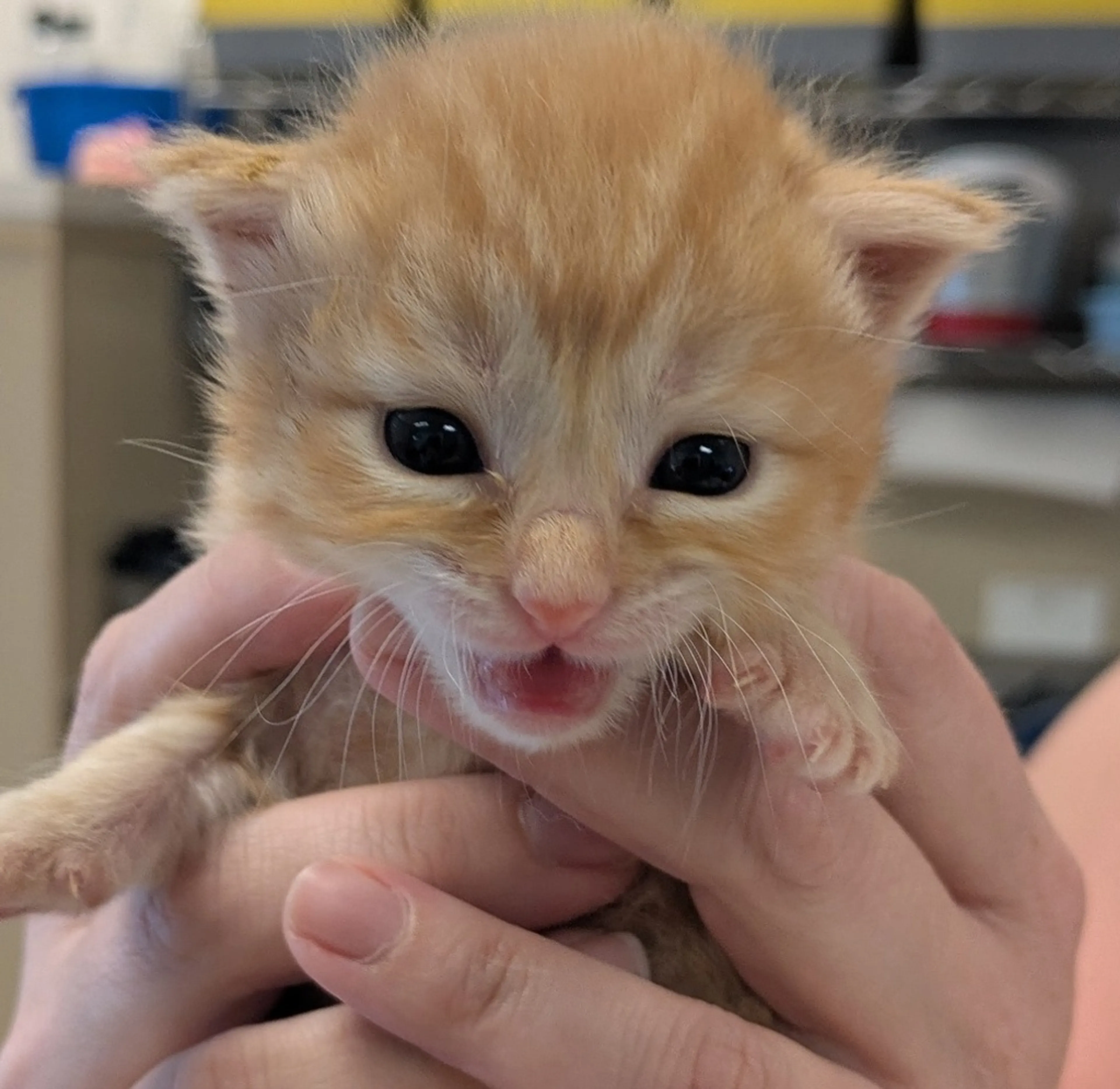 Found pet