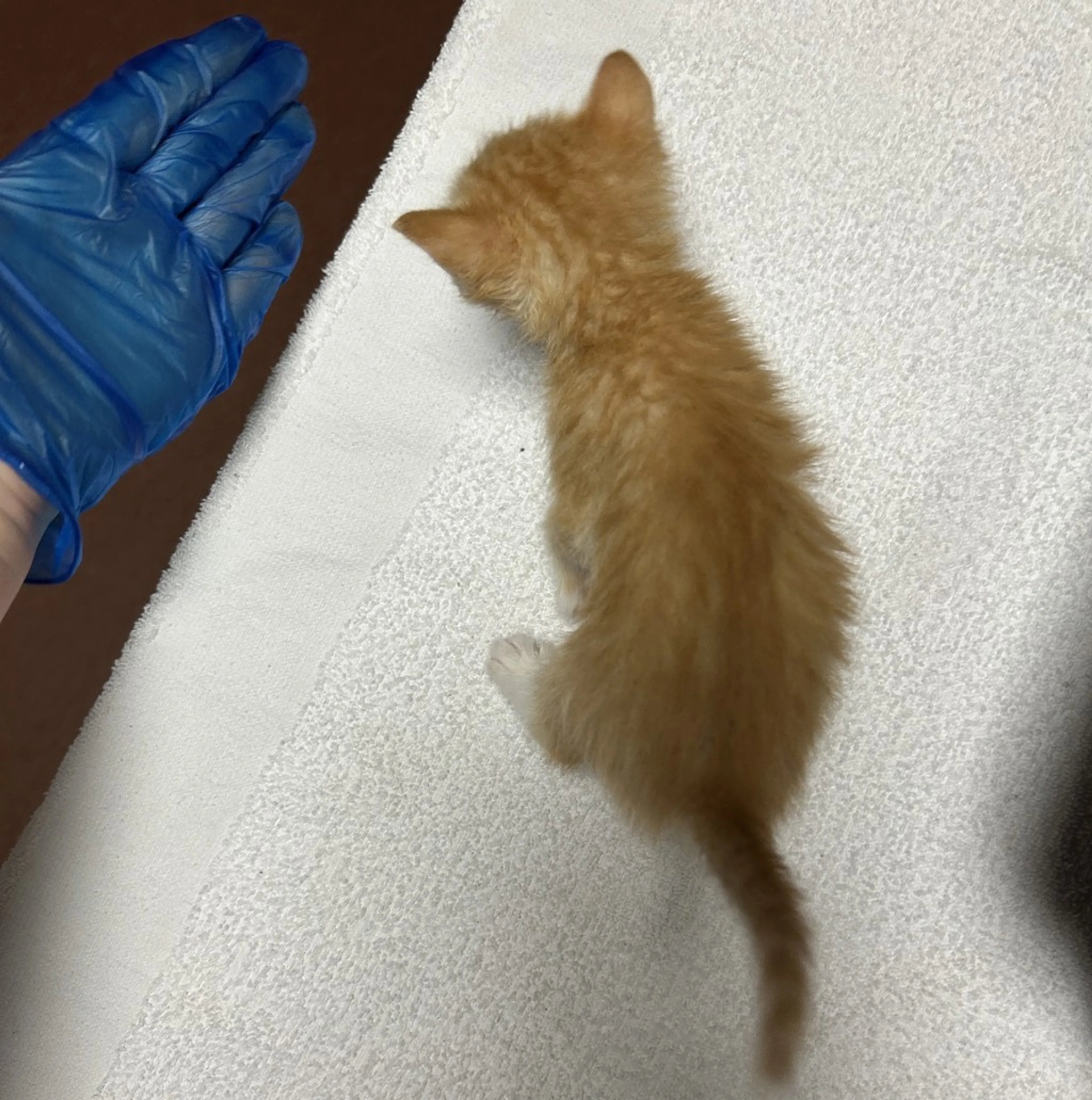 Found pet-1